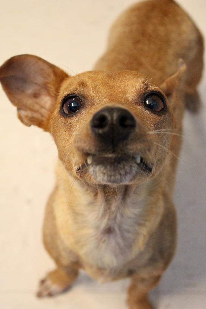 Momma Dog, Adoptable, Adult Female Chihuahua.