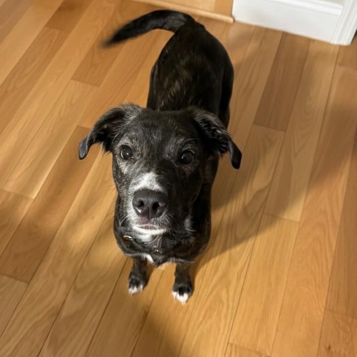 Pebbles, Adoptable, Adult Female Mixed Breed.