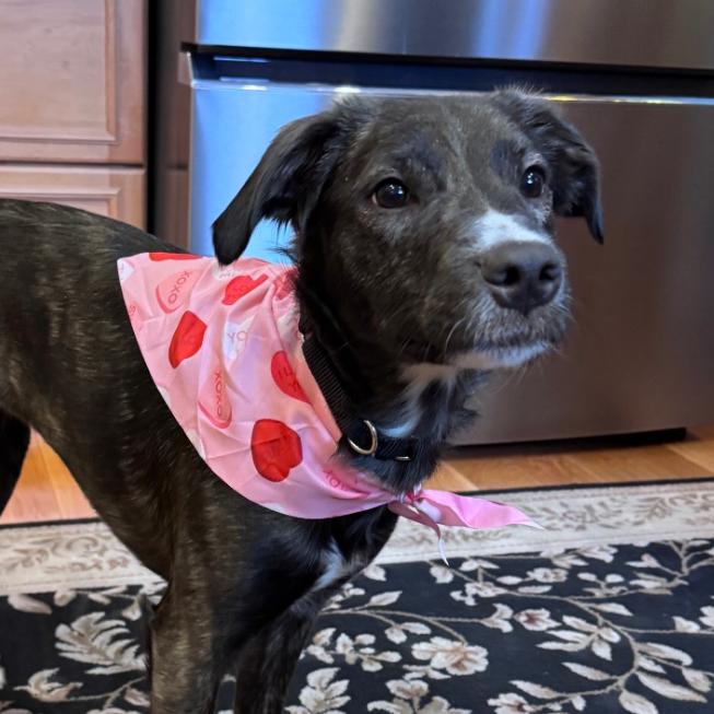 Enlarge Pebbles, a Adoptable mixed breed in Columbia Station, OH image 2/5