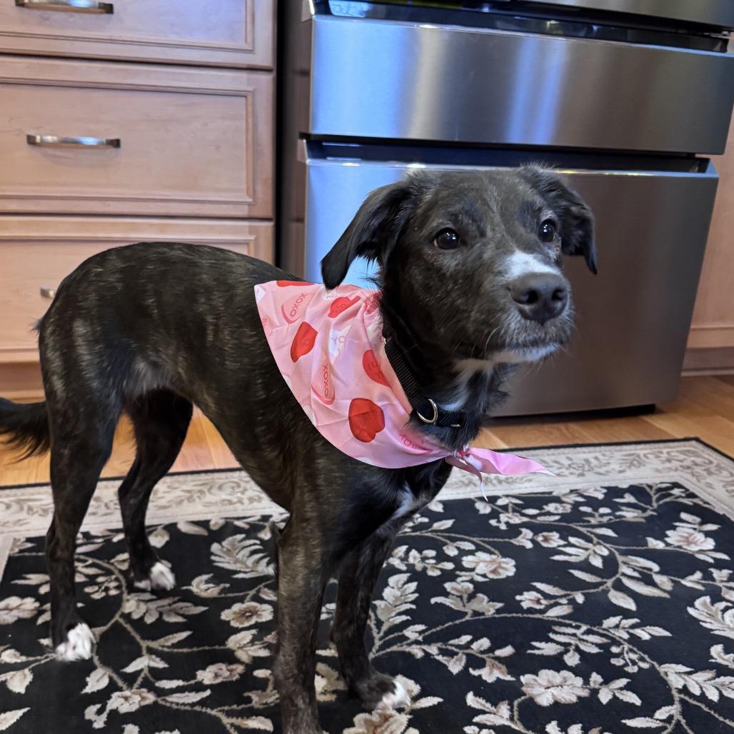 Enlarge Pebbles, a Adoptable mixed breed in Columbia Station, OH image 3/5