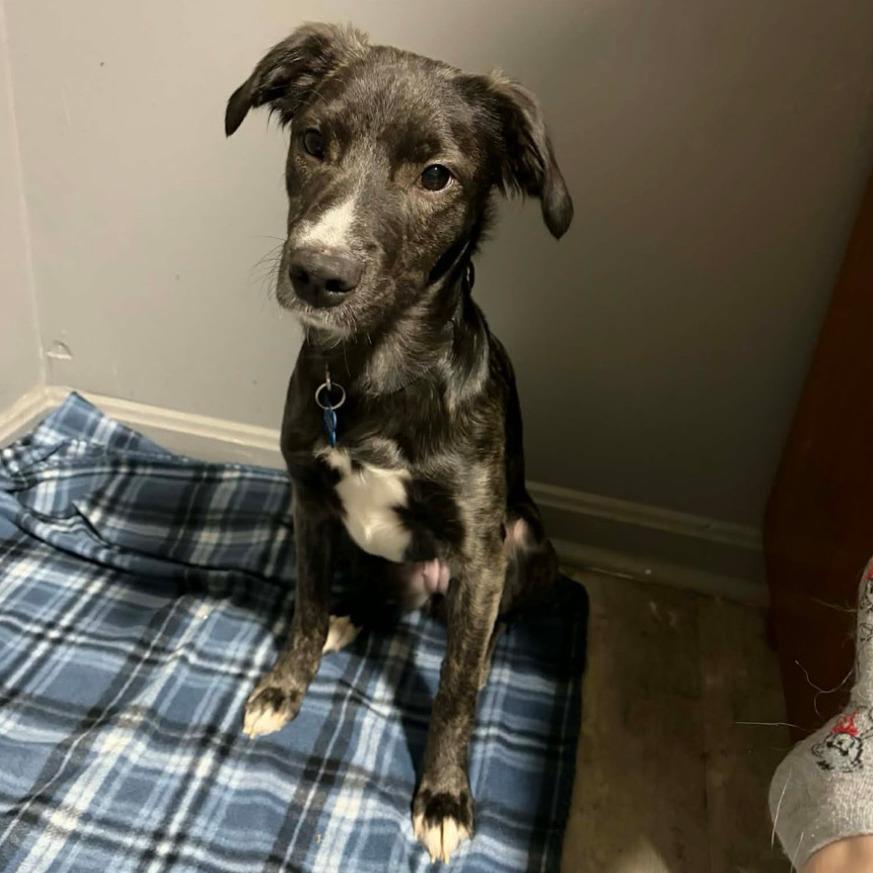 Enlarge Pebbles, a Adoptable mixed breed in Columbia Station, OH image 4/5