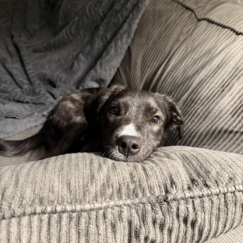 Enlarge Pebbles, a Adoptable mixed breed in Columbia Station, OH image 5/5