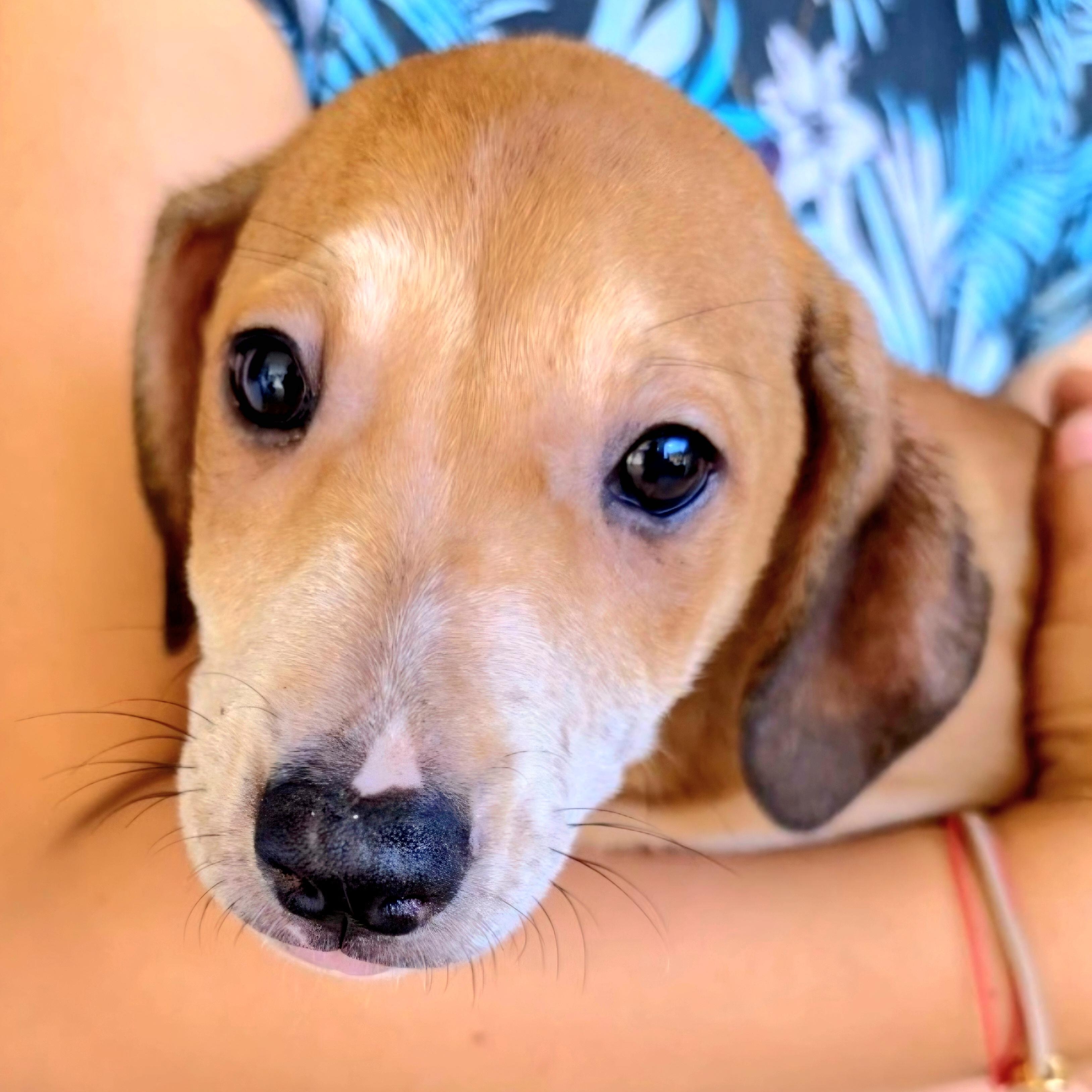 HONEY in New York to meet and greet!