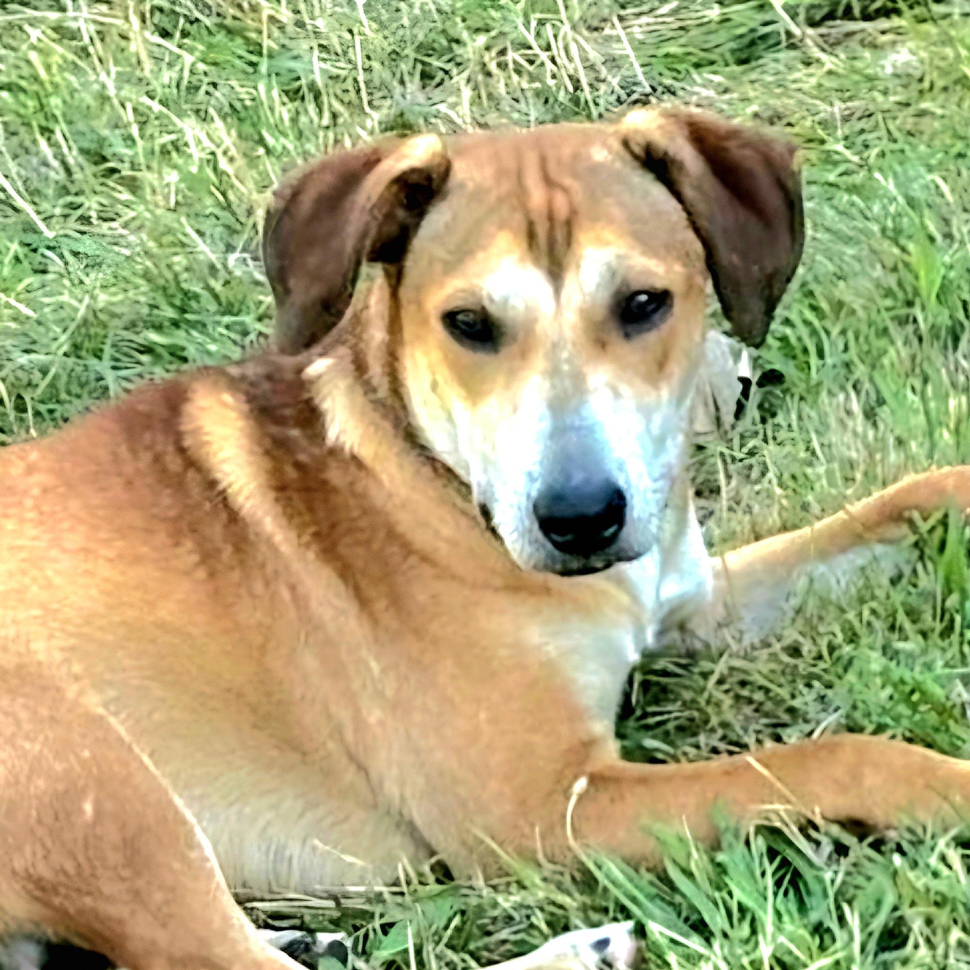 HONEY in New York to meet and greet!