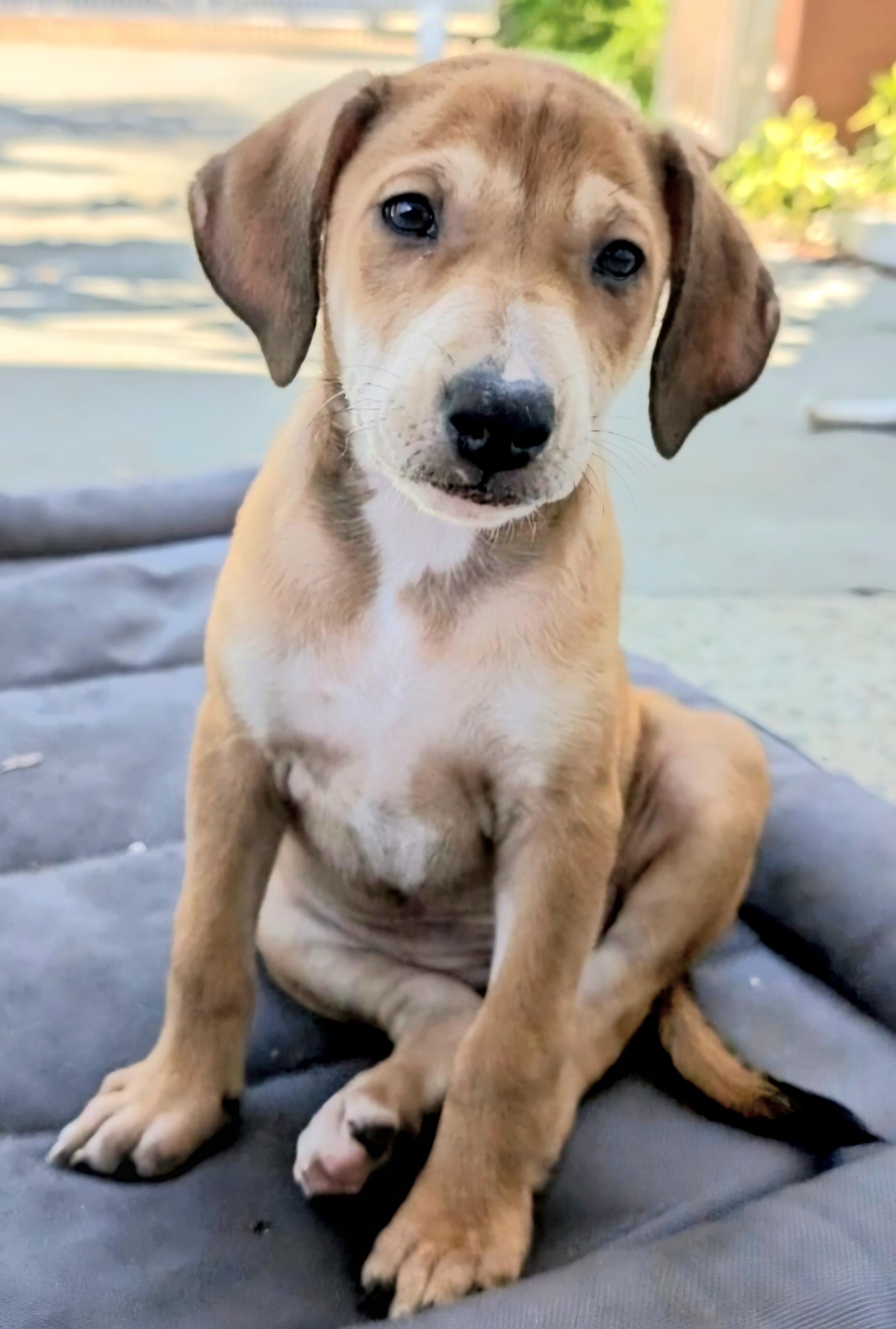 HONEY in New York to meet and greet!