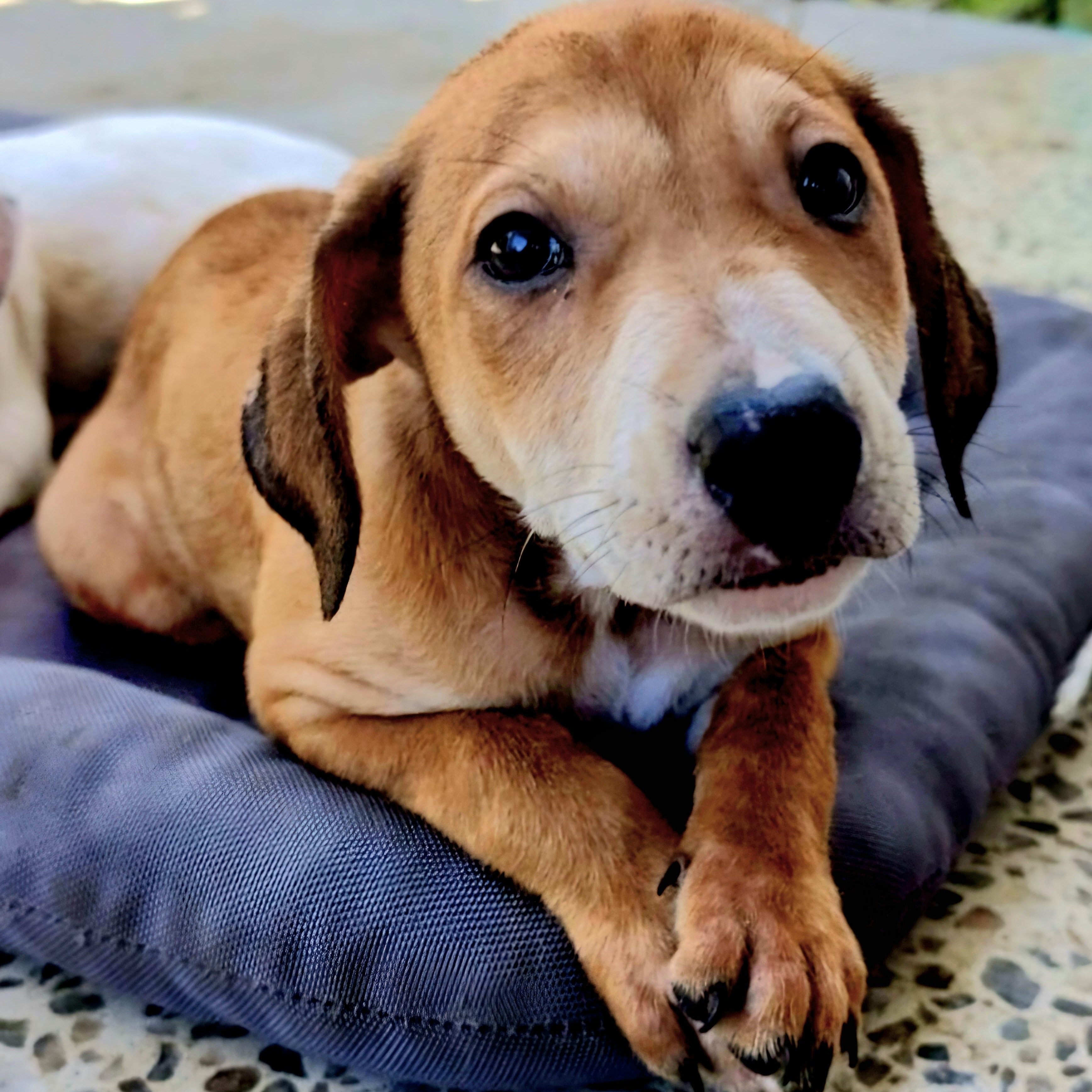 HONEY in New York to meet and greet!