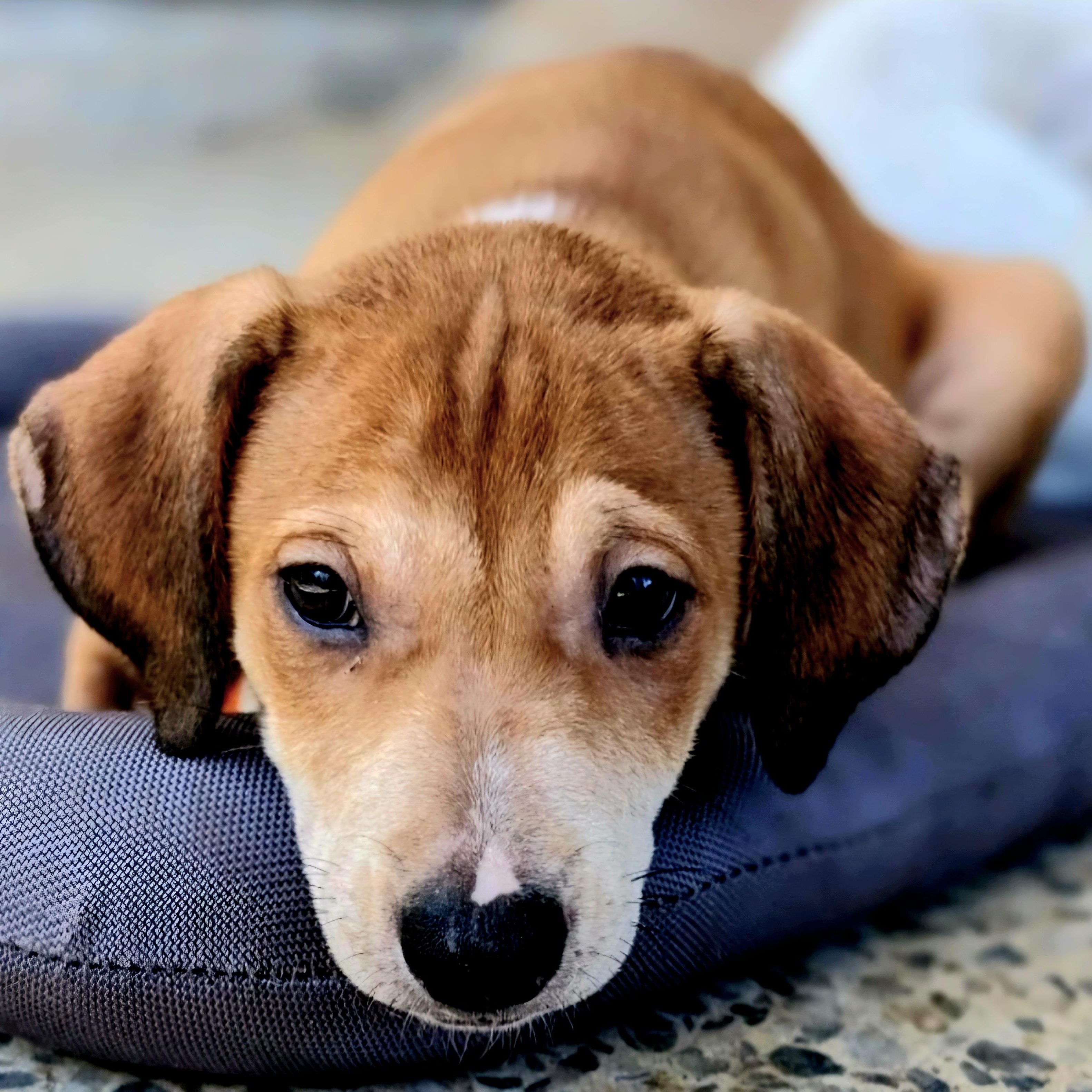 HONEY in New York to meet and greet!