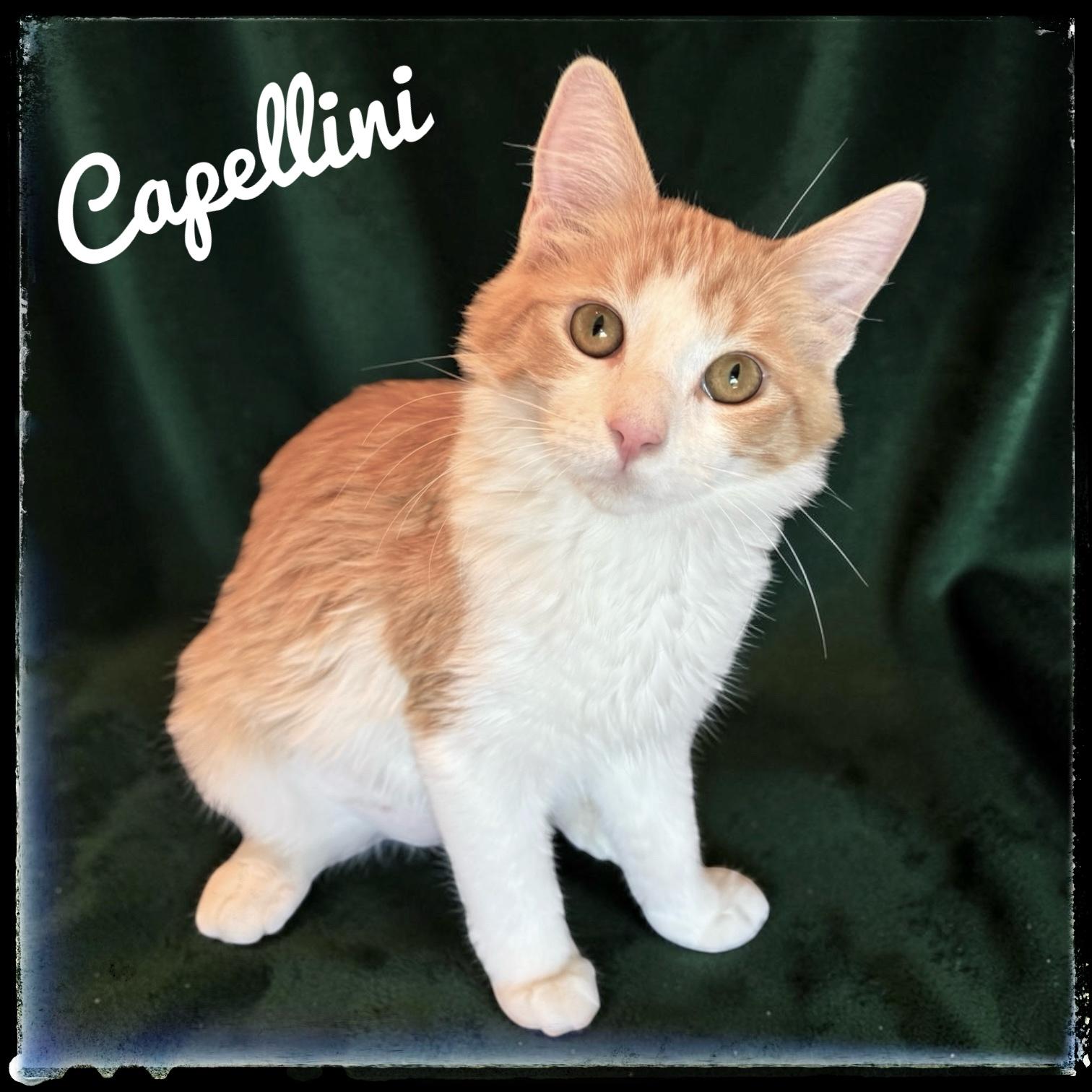 Capellini, adopted, Kitten Female Domestic Medium Hair.
