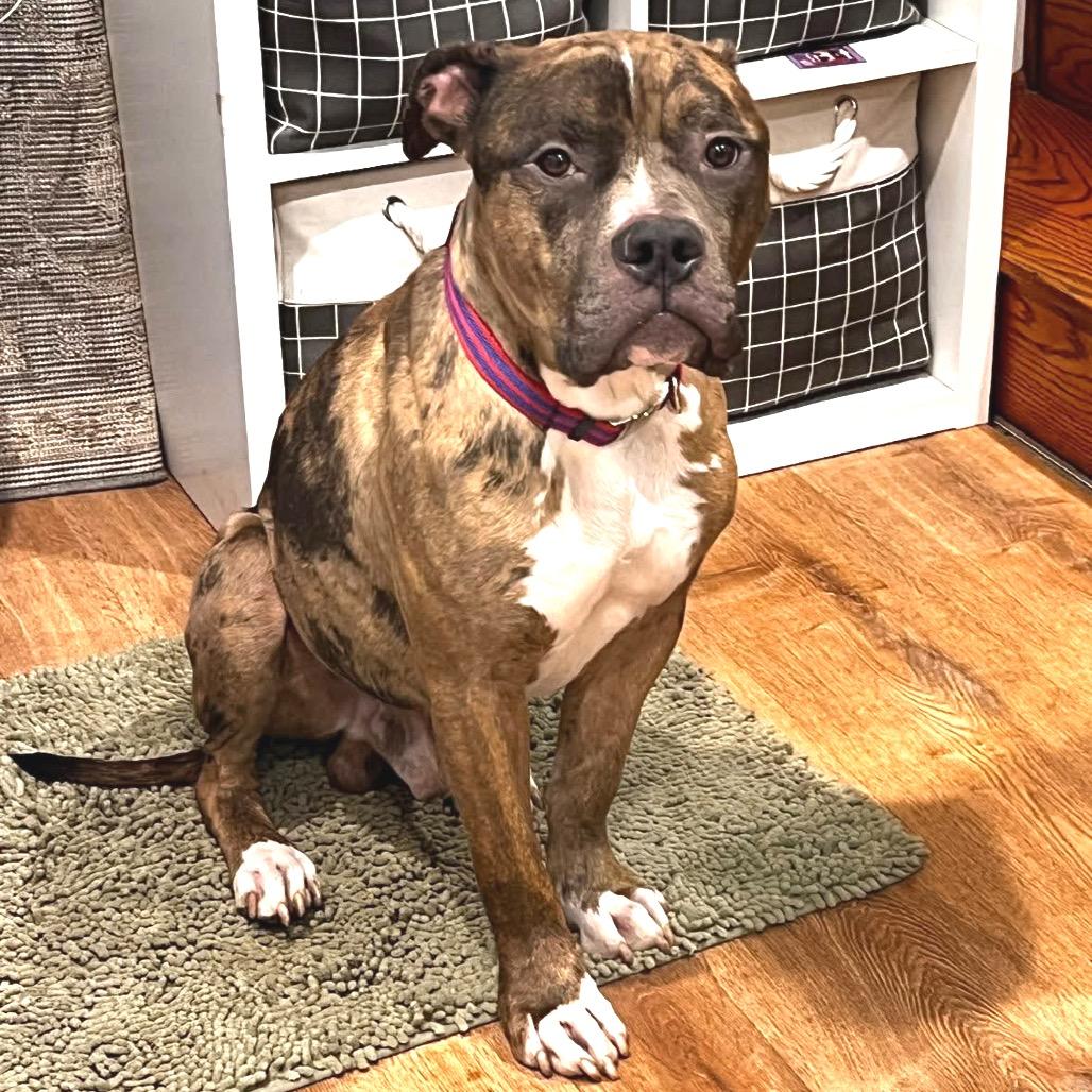 Enlarge Ralphie, a Adoptable Pit Bull Terrier in Chicago, IL image 1/4