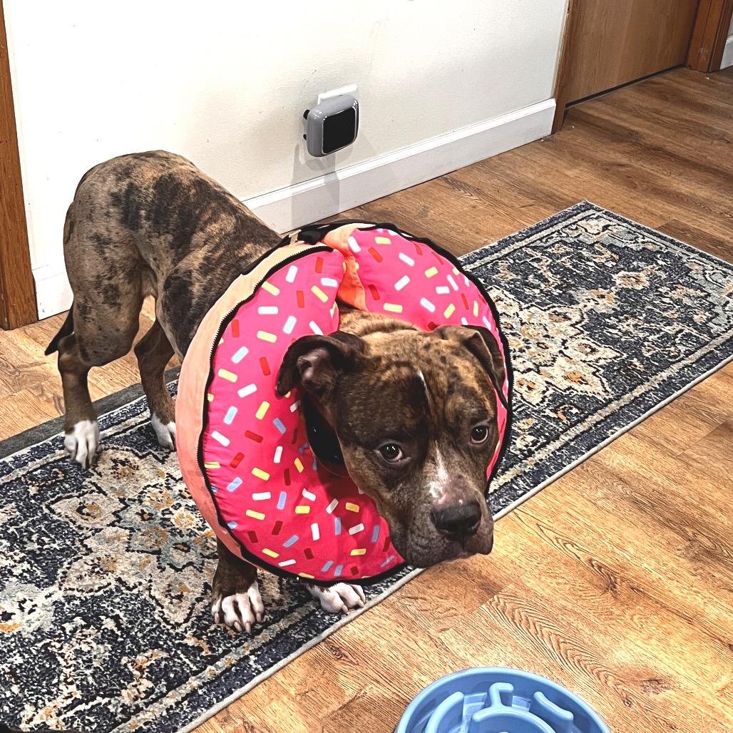 Enlarge Ralphie, a Adoptable Pit Bull Terrier in Chicago, IL image 3/4