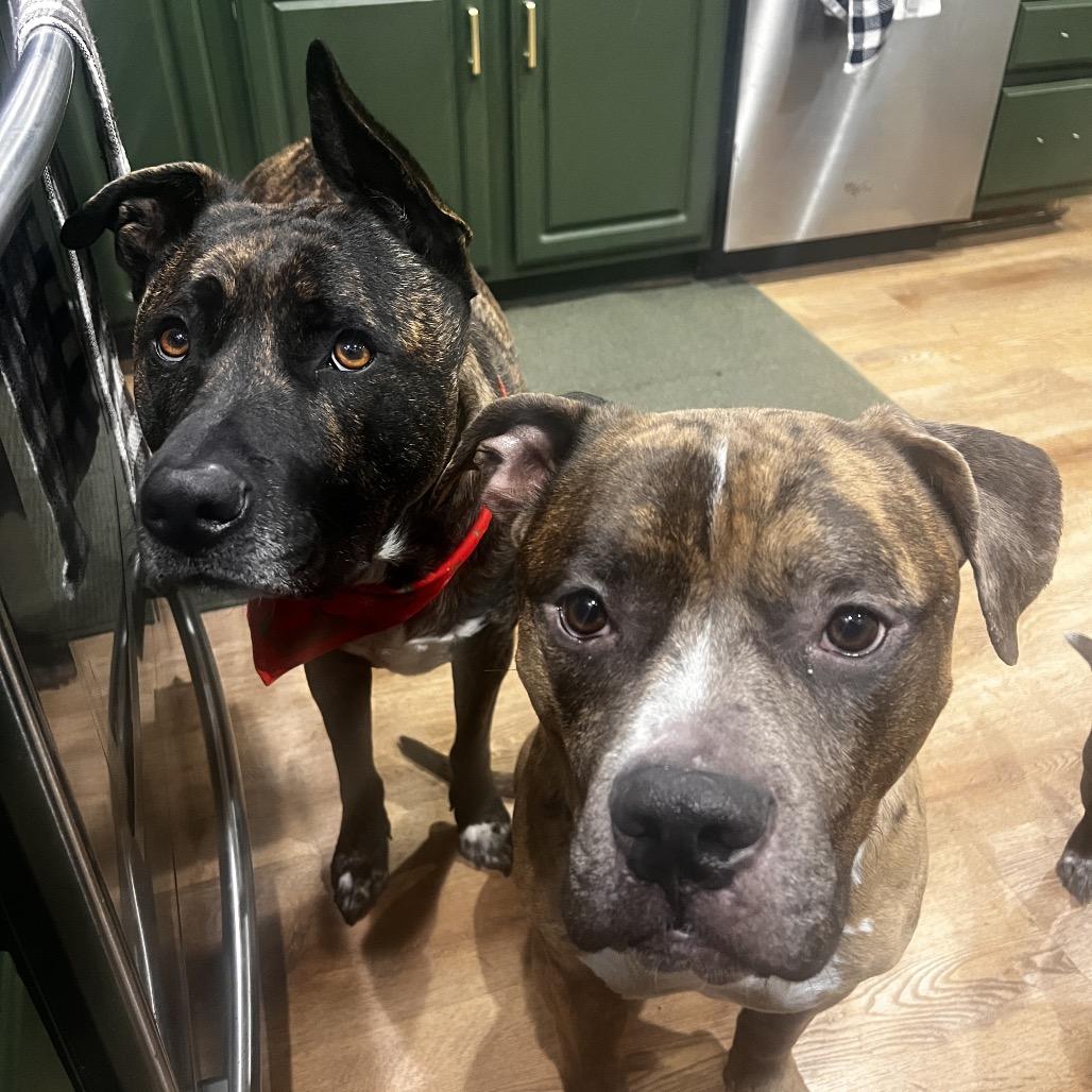 Ralphie, Adoptable, Adult Male Pit Bull Terrier.