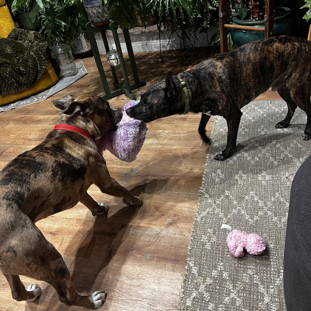 Enlarge Ralphie, a Adoptable Pit Bull Terrier in Chicago, IL image 3/5