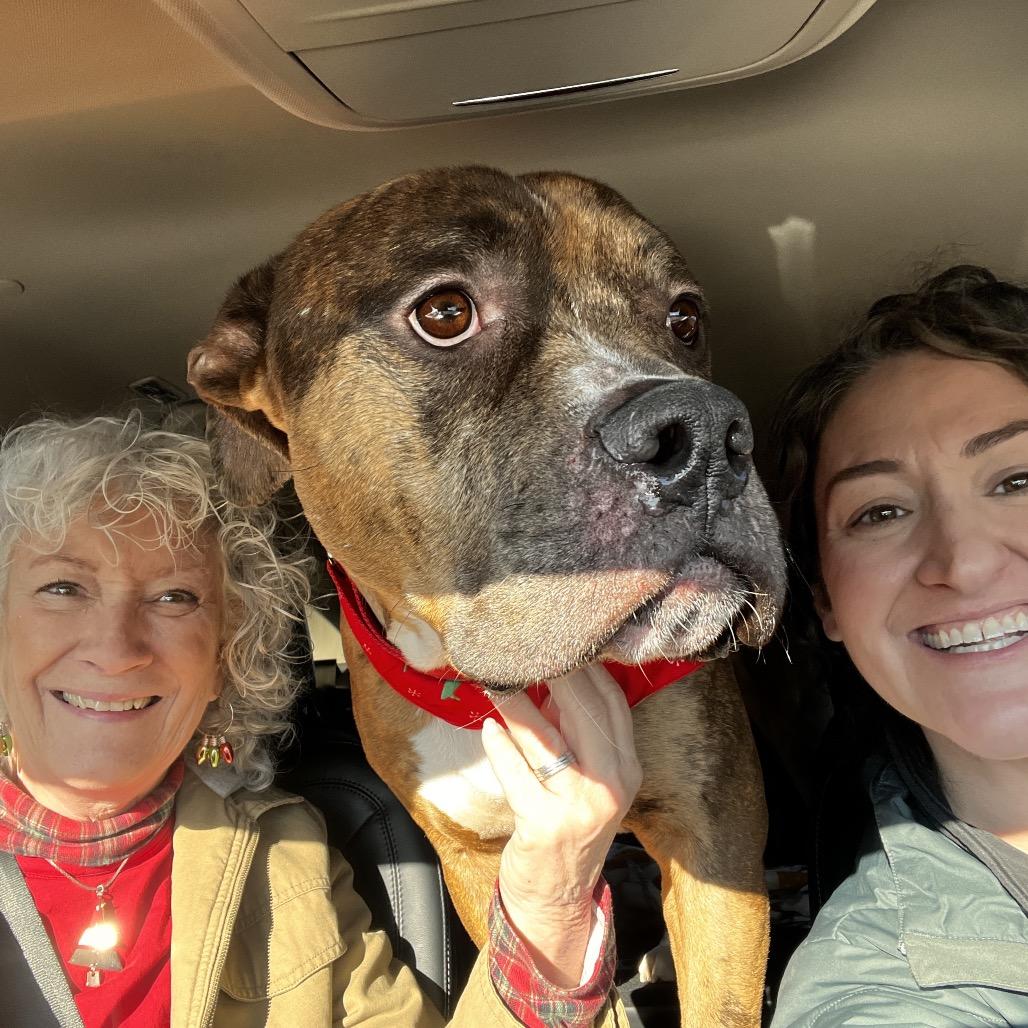 Enlarge Ralphie, a Adoptable Pit Bull Terrier in Chicago, IL image 5/5