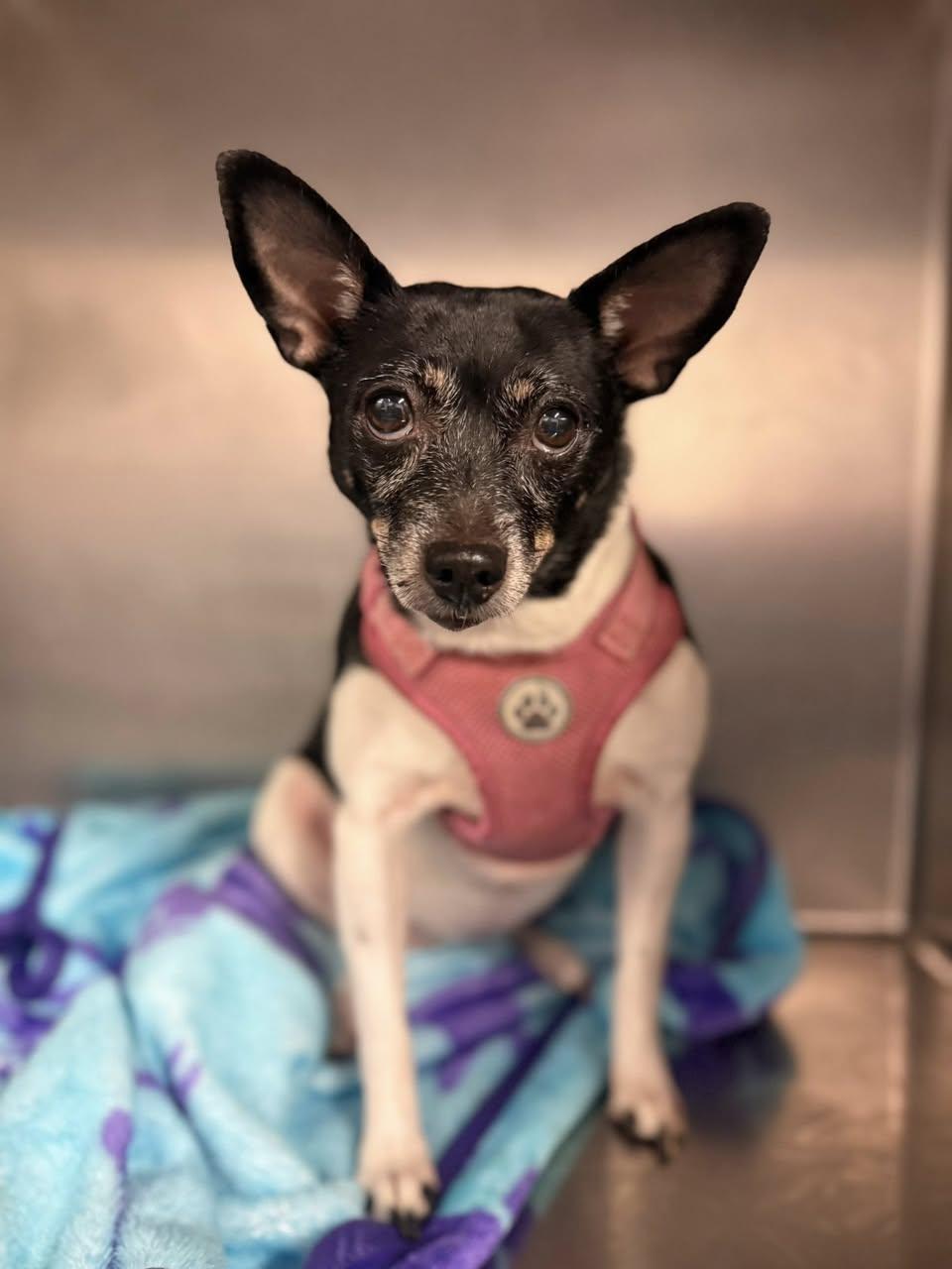 Enlarge Coco, a Adoptable Toy Fox Terrier in Blue Springs, MO image 1/1