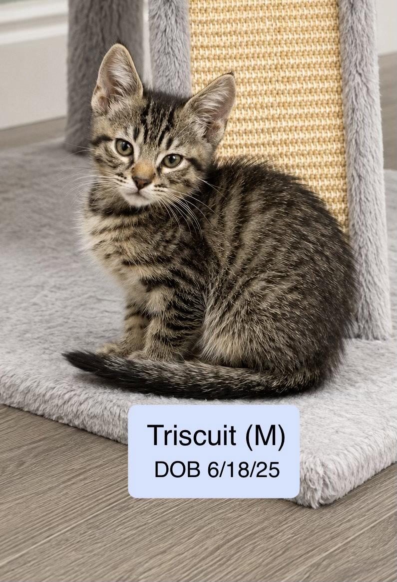 Triscuit, Adopted, Kitten Male Domestic Short Hair & Tabby.