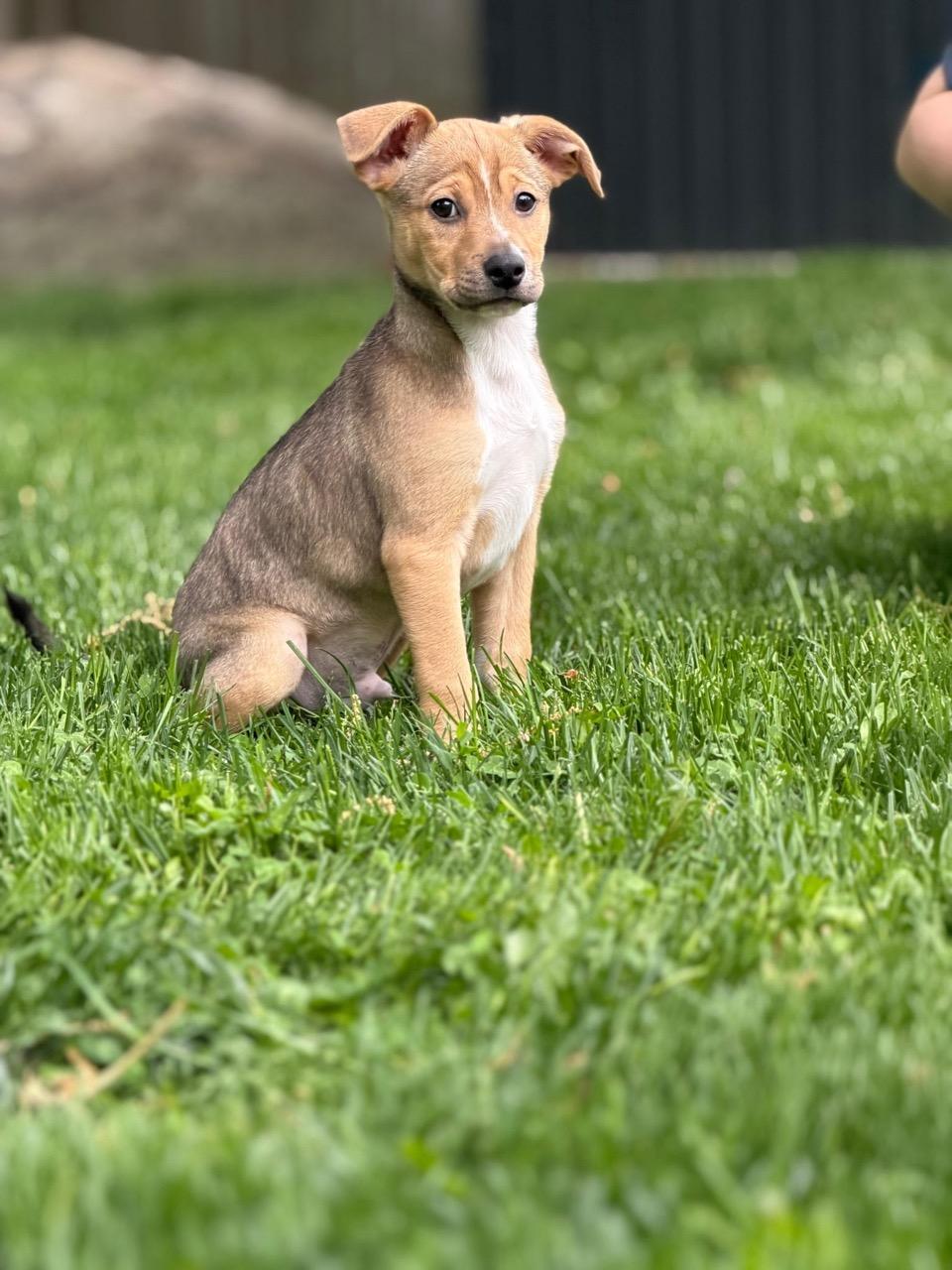 Enlarge Mutt Damon, an adopted mixed breed in Sparta, NJ image 4/6