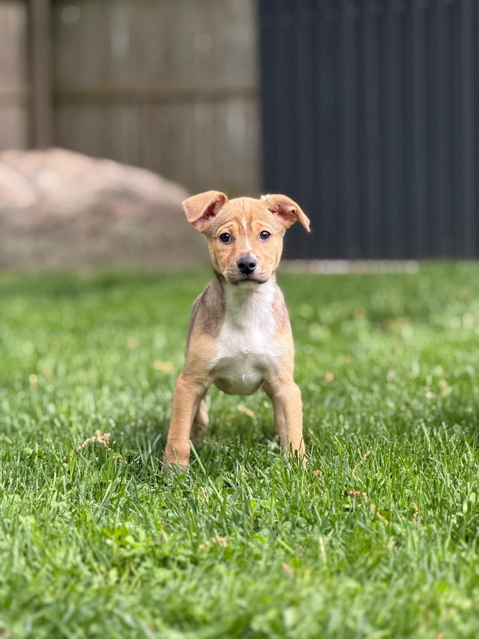 Enlarge Mutt Damon, an adopted mixed breed in Sparta, NJ image 3/6