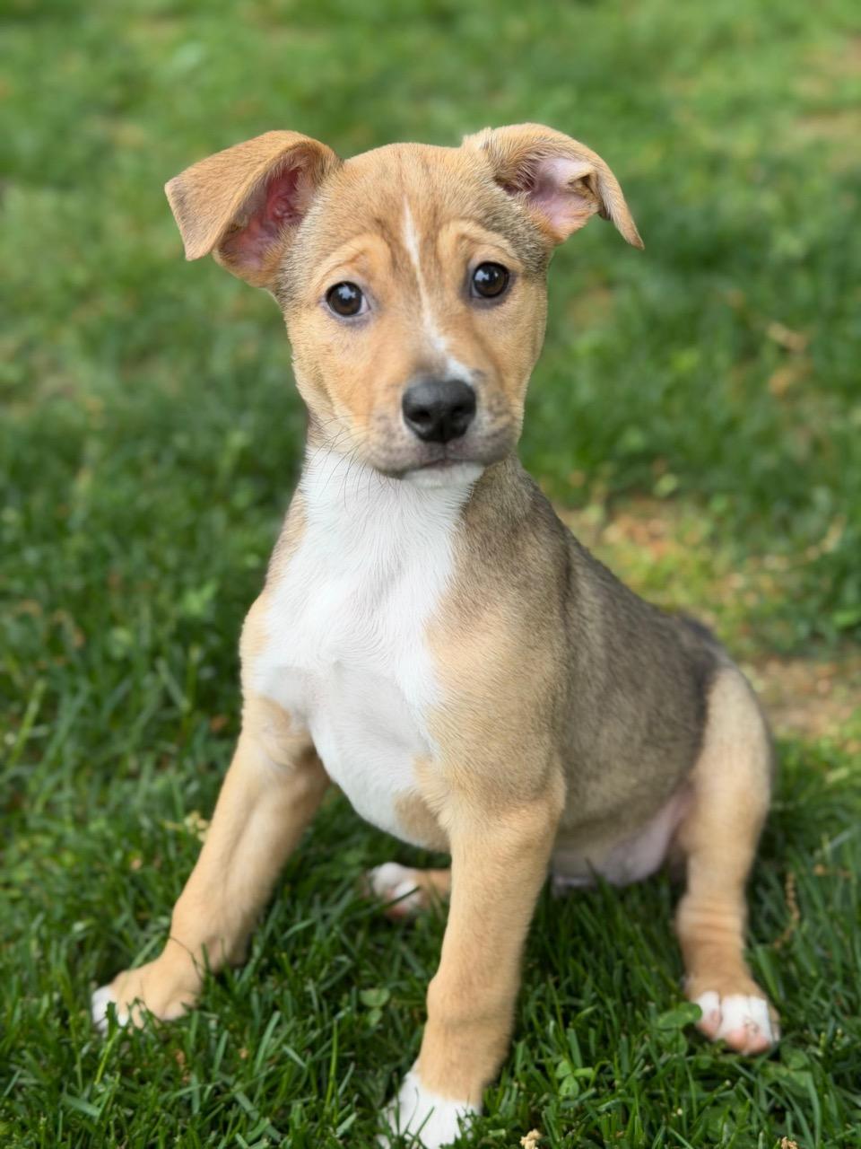 Mutt Damon, adopted, Puppy Male Beagle & Chiweenie.