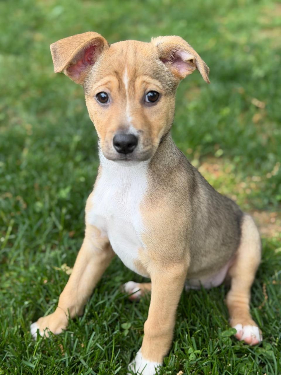 Enlarge Mutt Damon, an adopted mixed breed in Sparta, NJ image 6/6