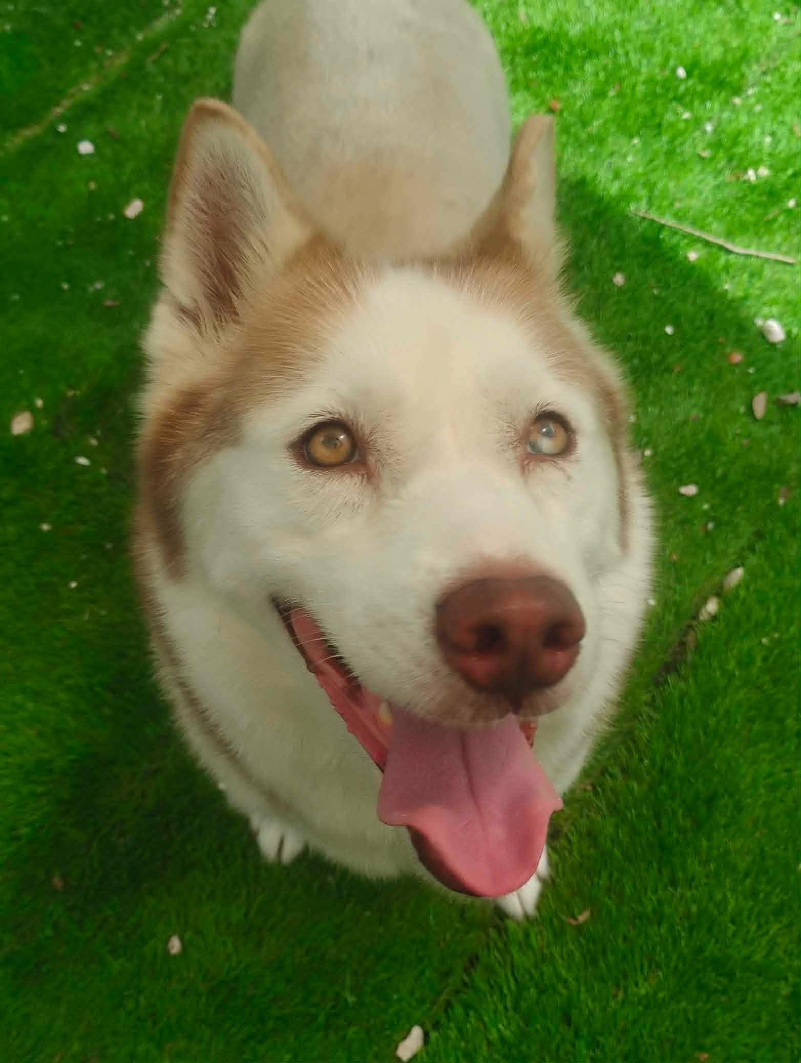 Afina, ADOPTABLE, Adult Female Husky.
