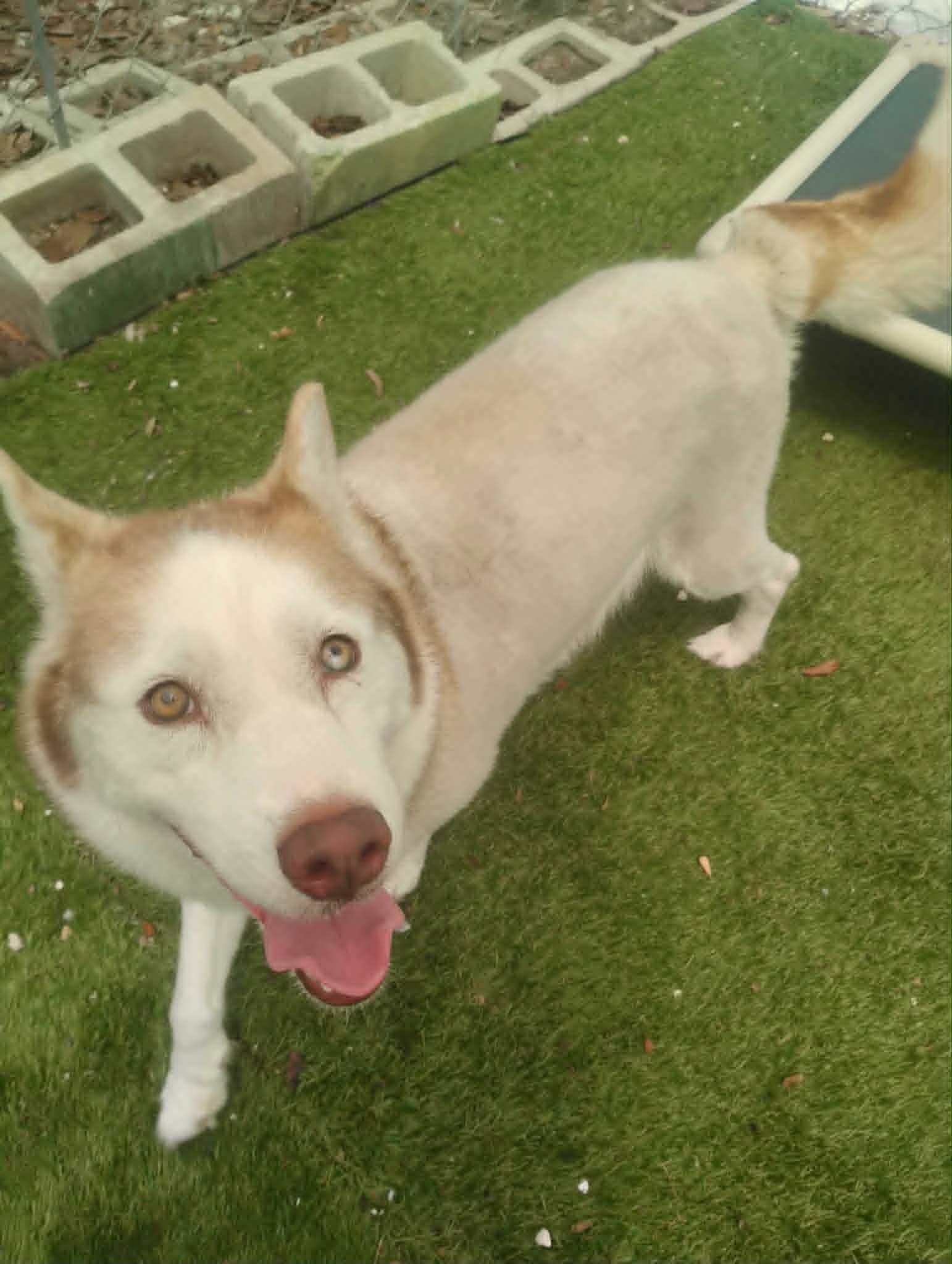 Afina, a ADOPTABLE Husky in New Smyrna Beach, FL image 2/3