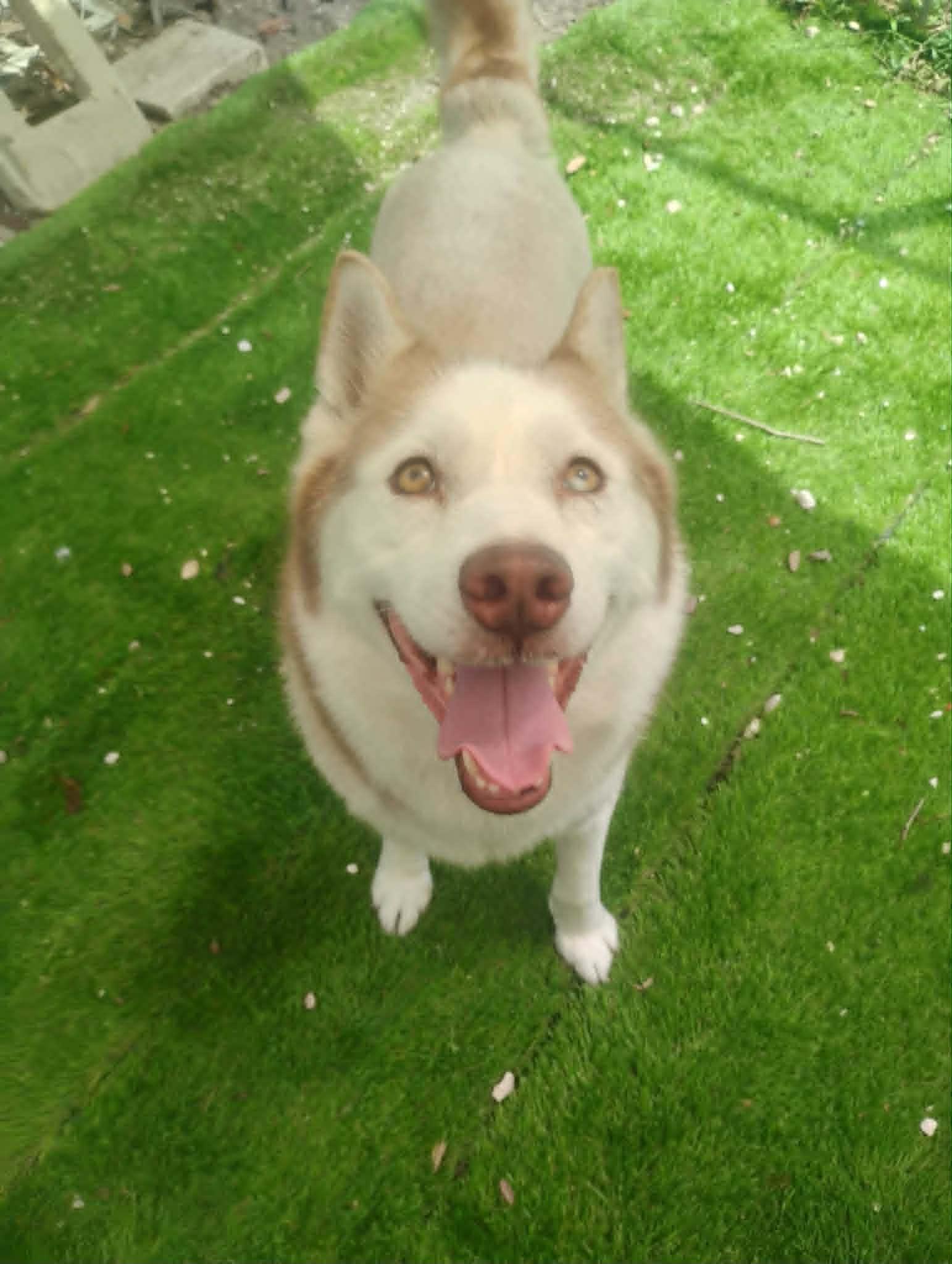 Afina, a ADOPTABLE Husky in New Smyrna Beach, FL image 3/3