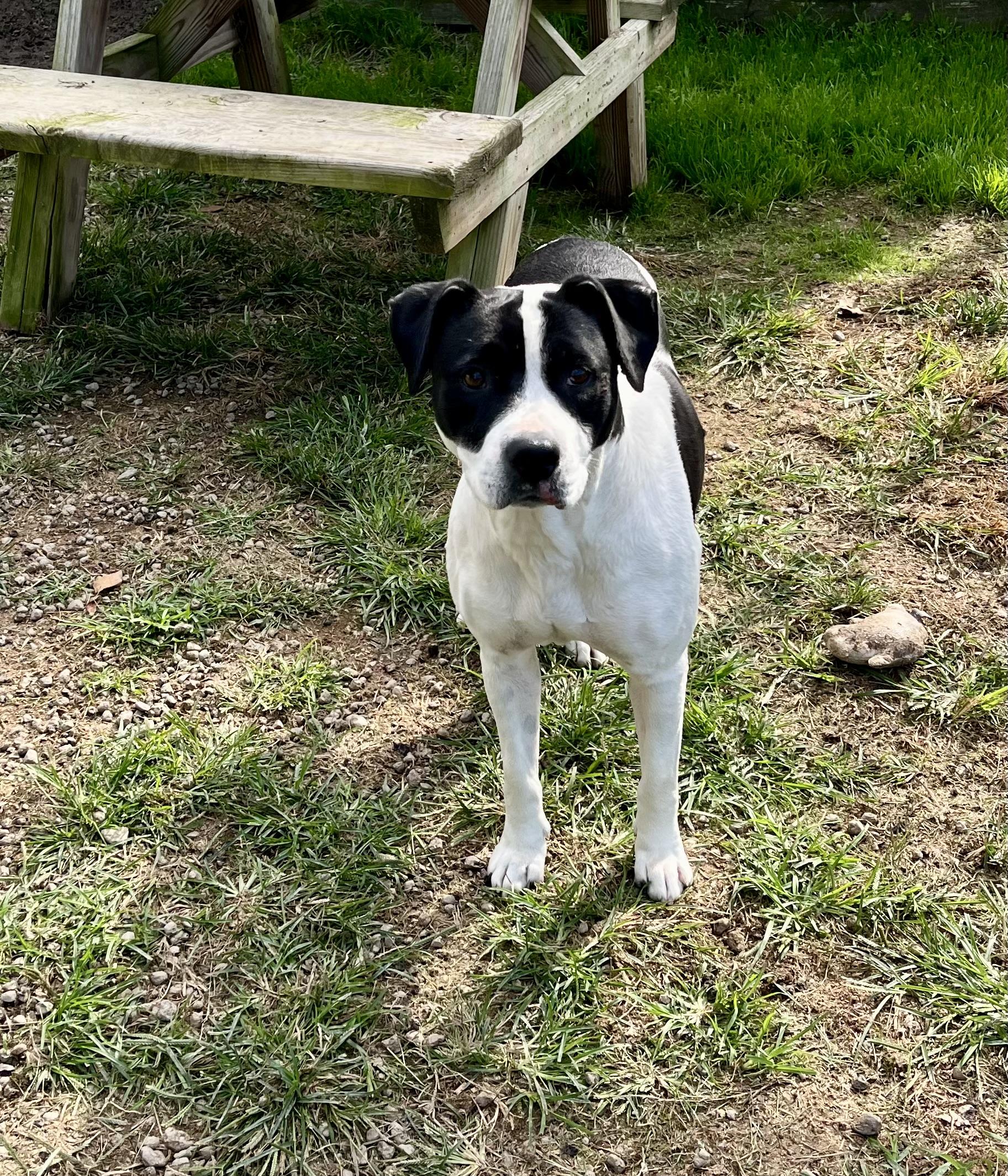 Enlarge Misty, a Adopted Pit Bull Terrier in Blackstone, VA image 1/2