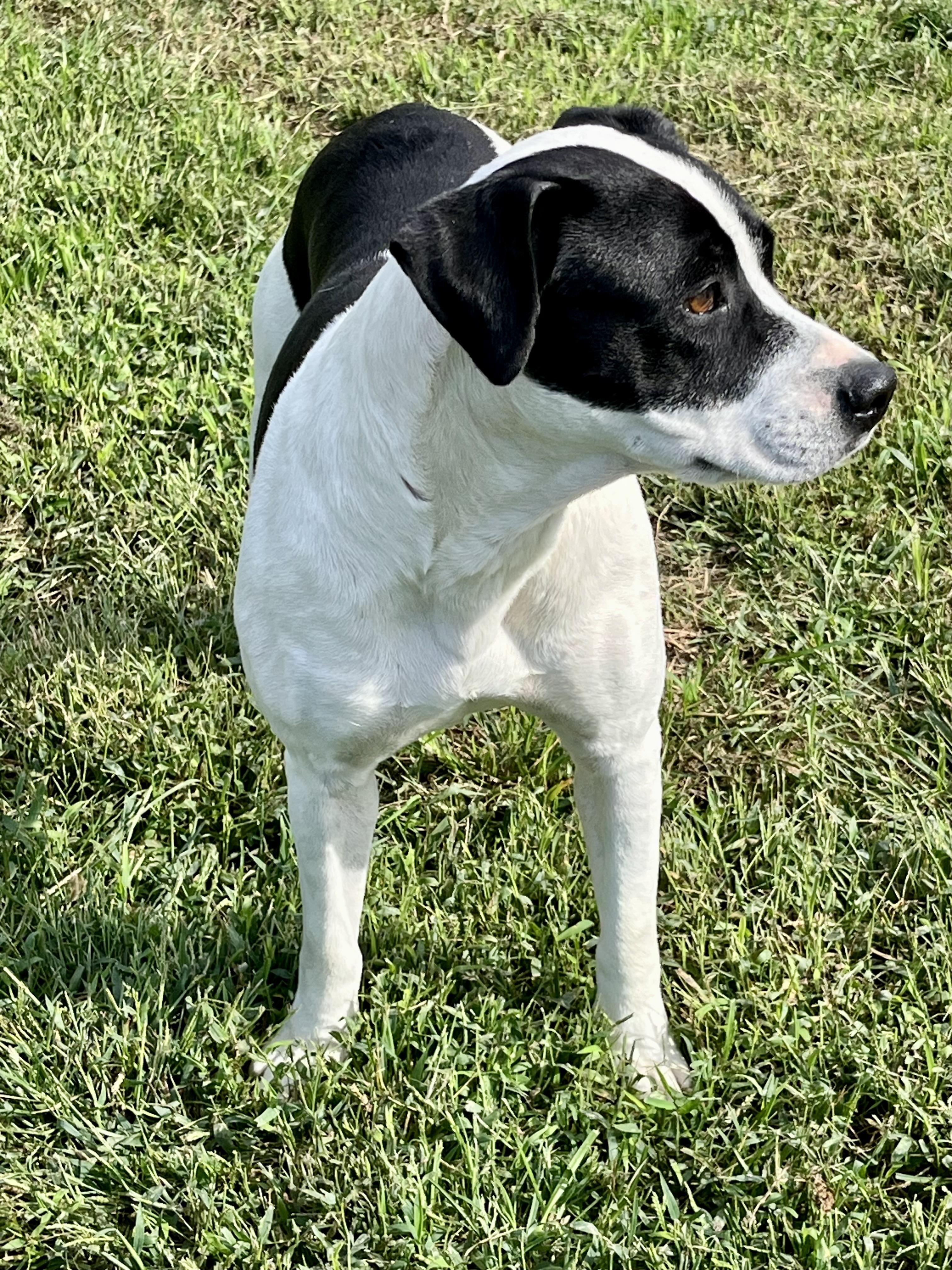 Enlarge Misty, a Adopted Pit Bull Terrier in Blackstone, VA image 2/2