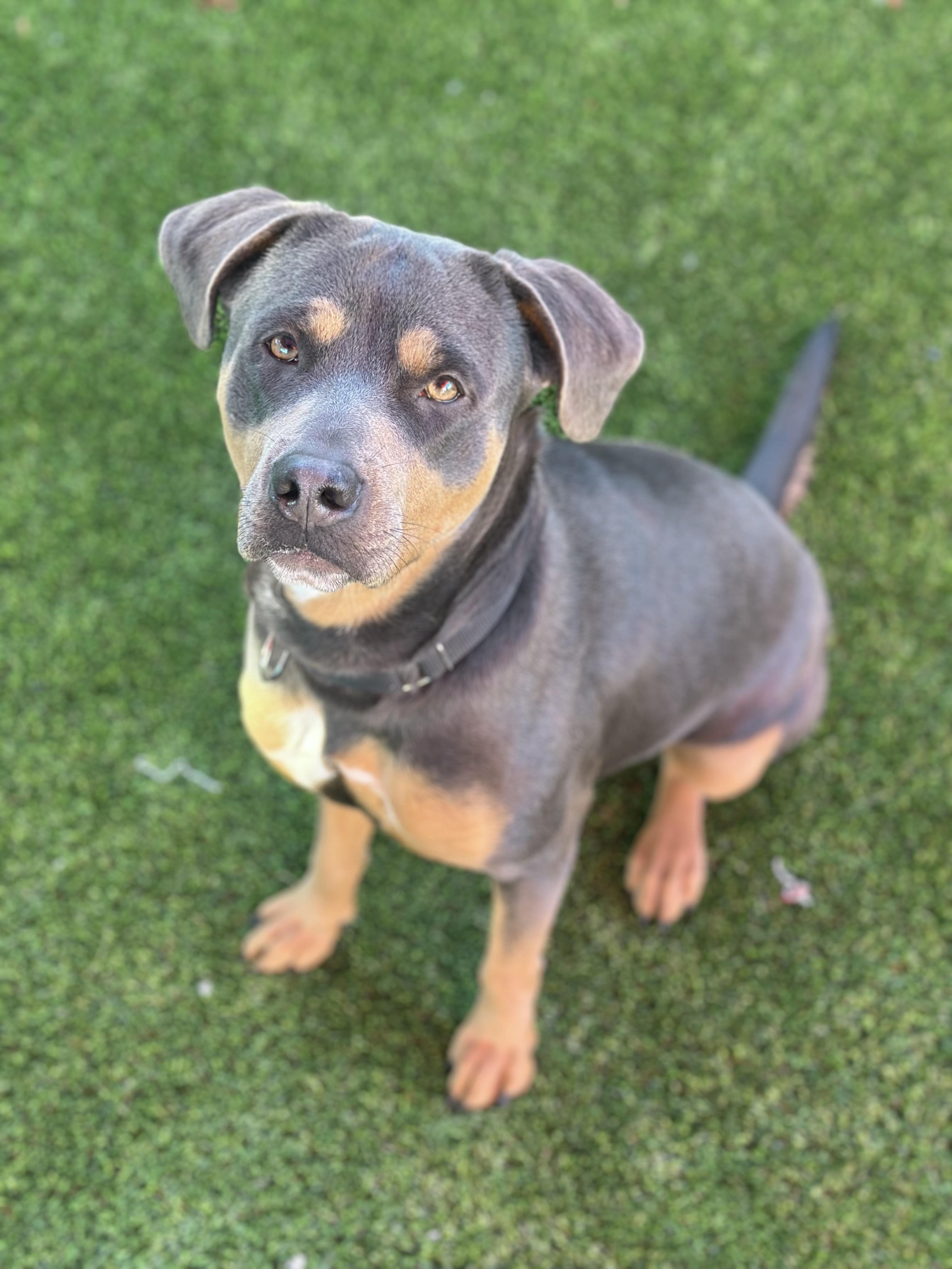 Fiona, an adopted mixed breed in Glendale, AZ image 3/3