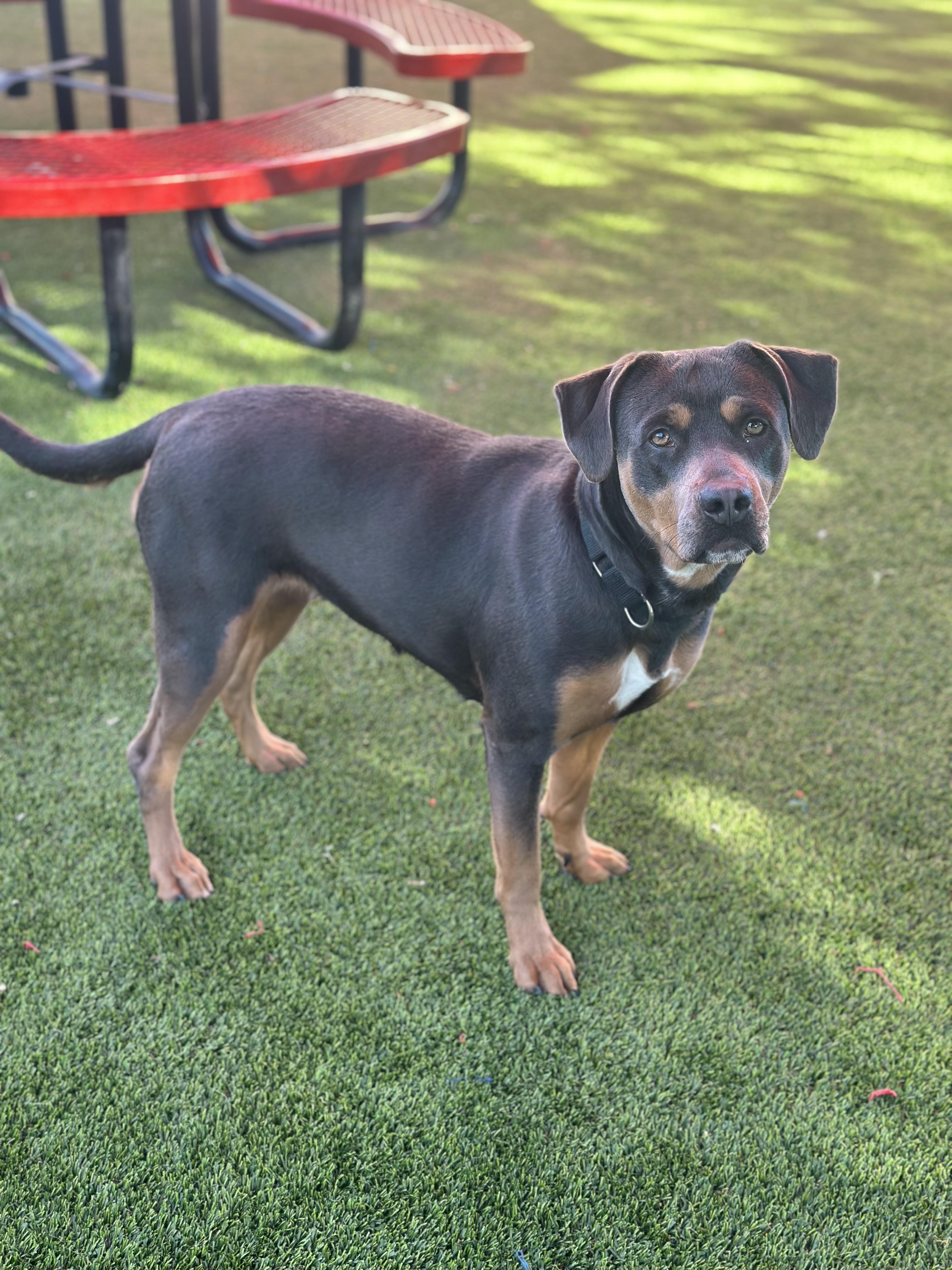 Fiona, an adopted mixed breed in Glendale, AZ image 2/3