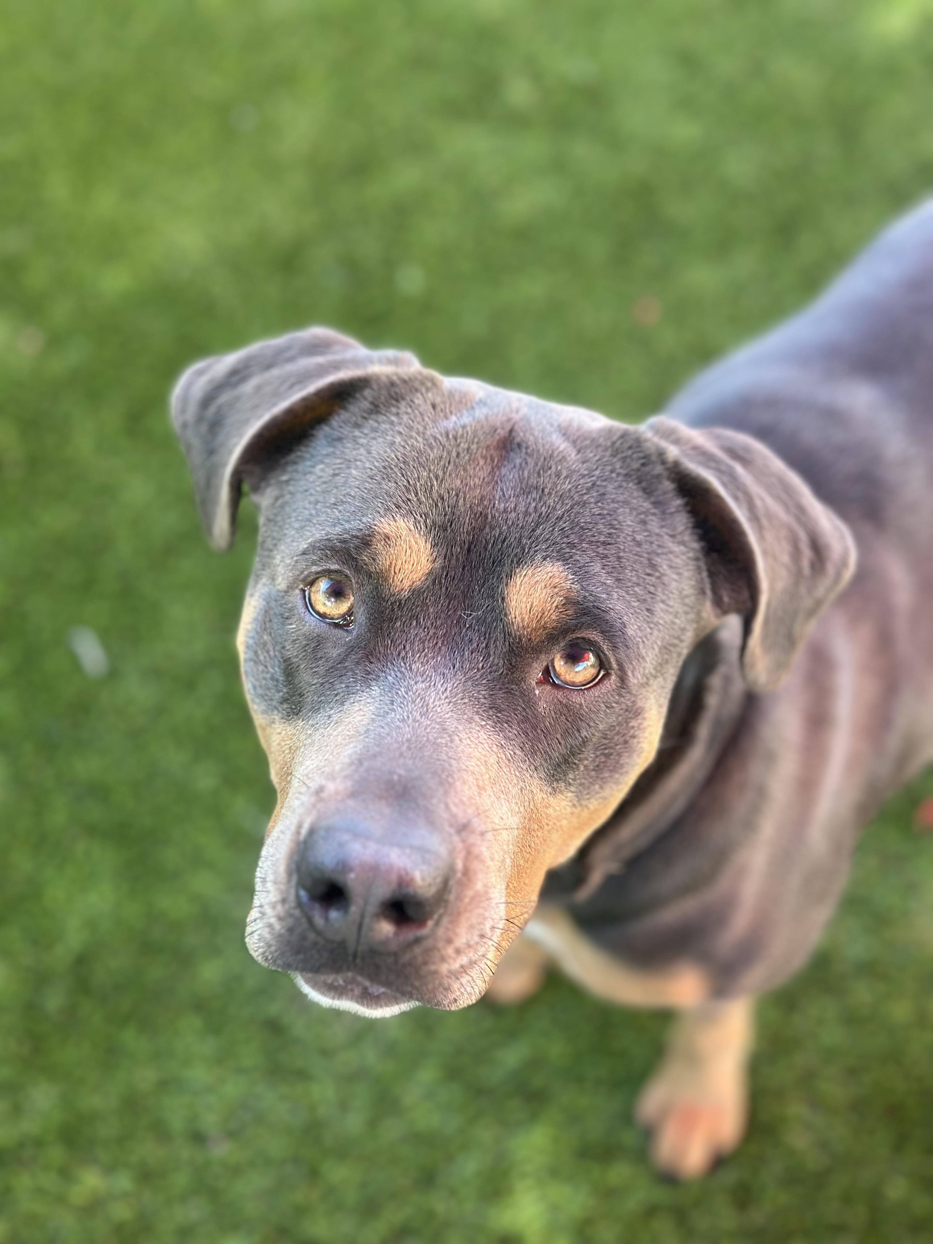 Fiona, an adopted mixed breed in Glendale, AZ image 1/3