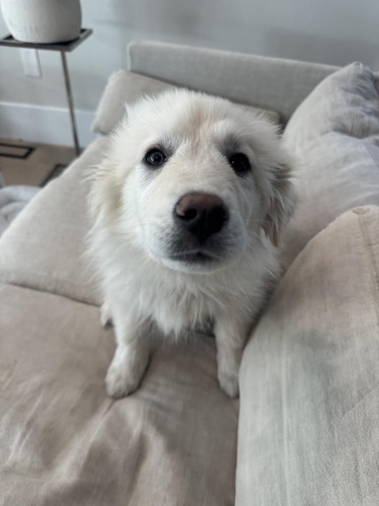 Enlarge Mabel, a Adoptable Great Pyrenees in Denver, CO image 1/6