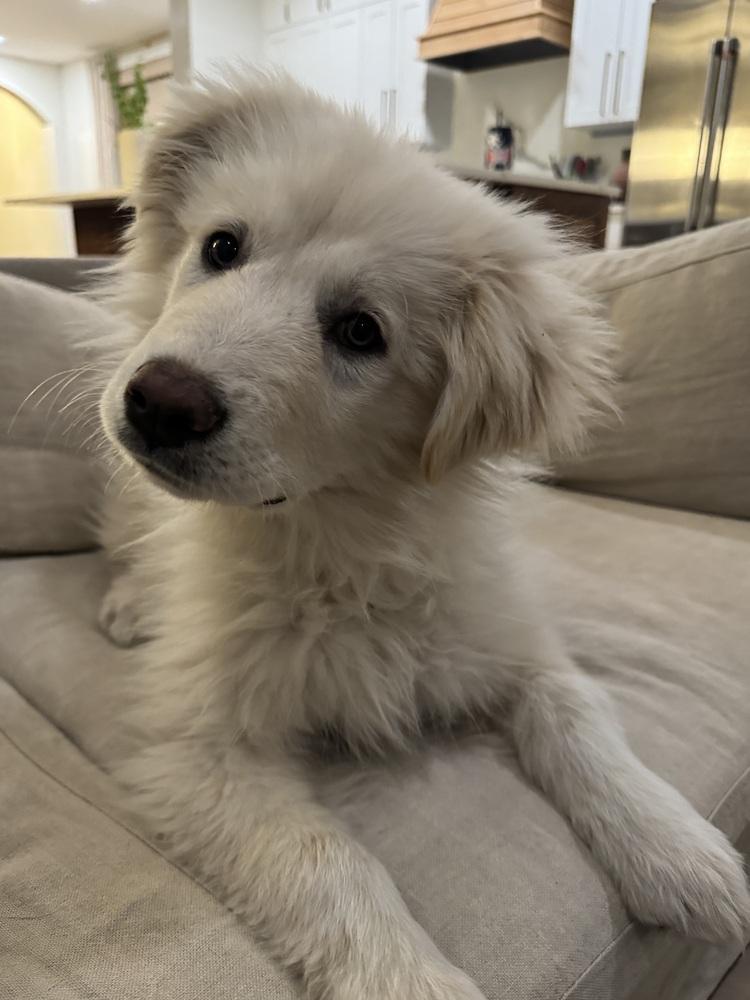 Enlarge Mabel, a Adoptable Great Pyrenees in Denver, CO image 2/6