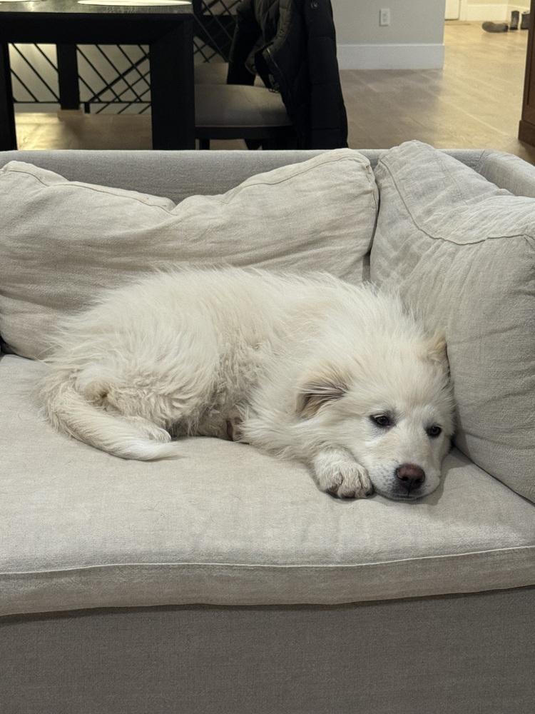 Enlarge Mabel, a Adoptable Great Pyrenees in Denver, CO image 4/6