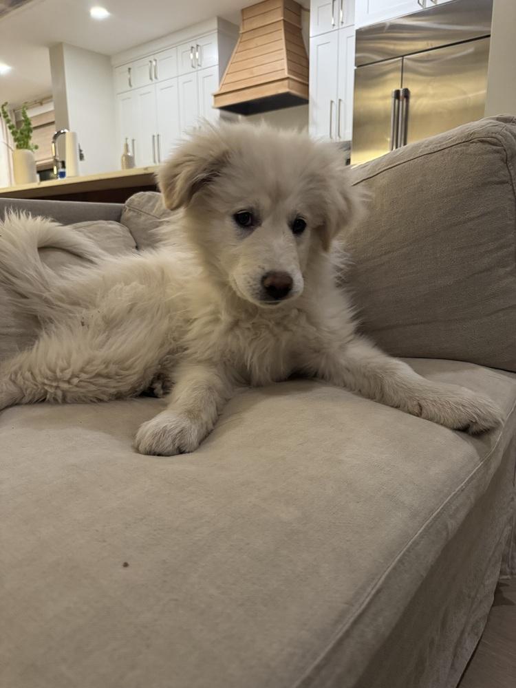 Enlarge Mabel, a Adoptable Great Pyrenees in Denver, CO image 5/6