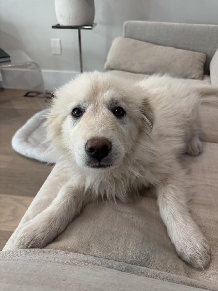 Enlarge Mabel, a Adoptable Great Pyrenees in Denver, CO image 6/6