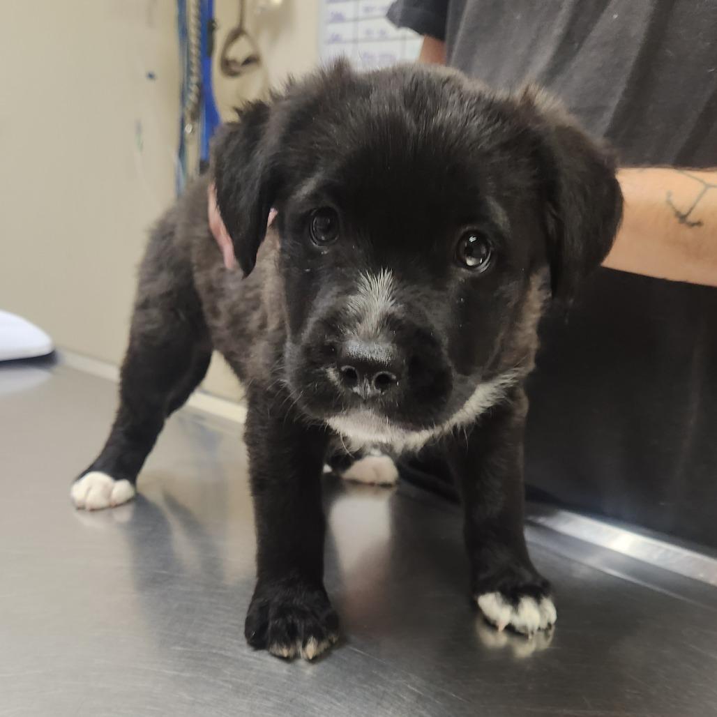 Lotus 22396 — thumbnail 2