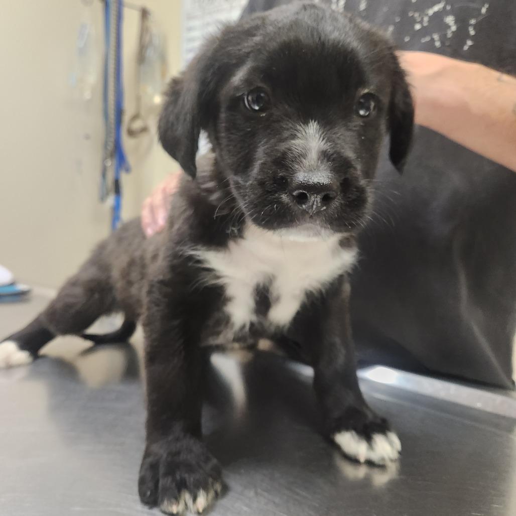 Lotus 22396 — thumbnail 3