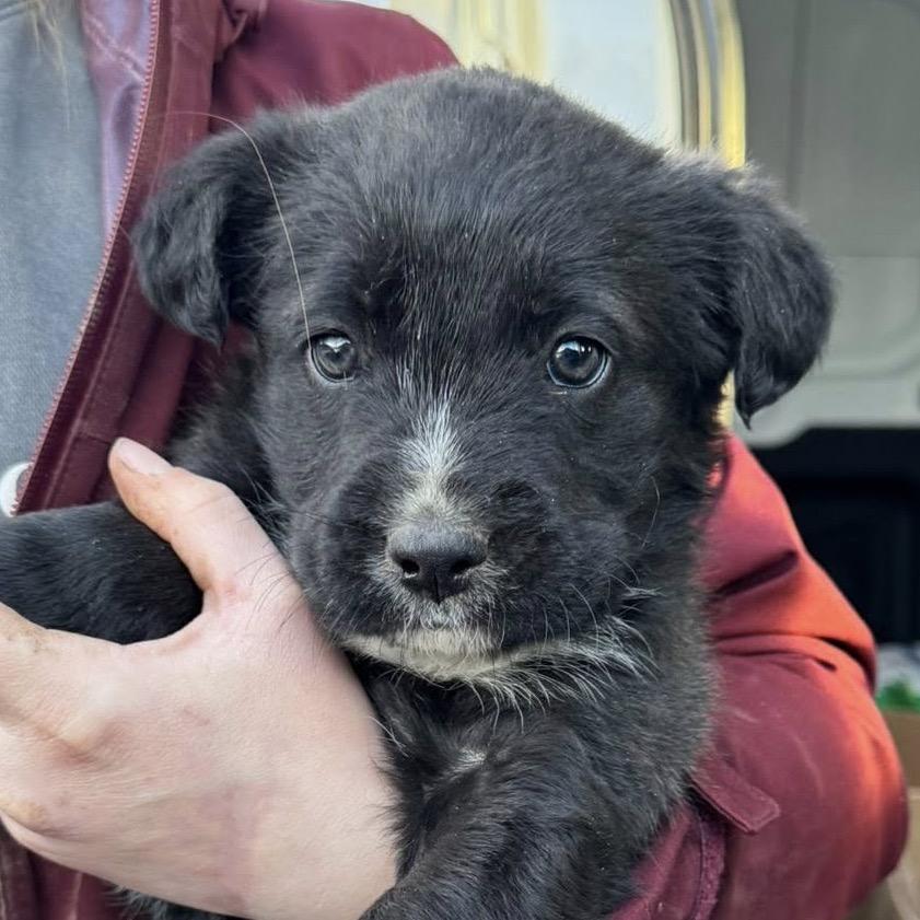 Lotus 22396 — thumbnail 4