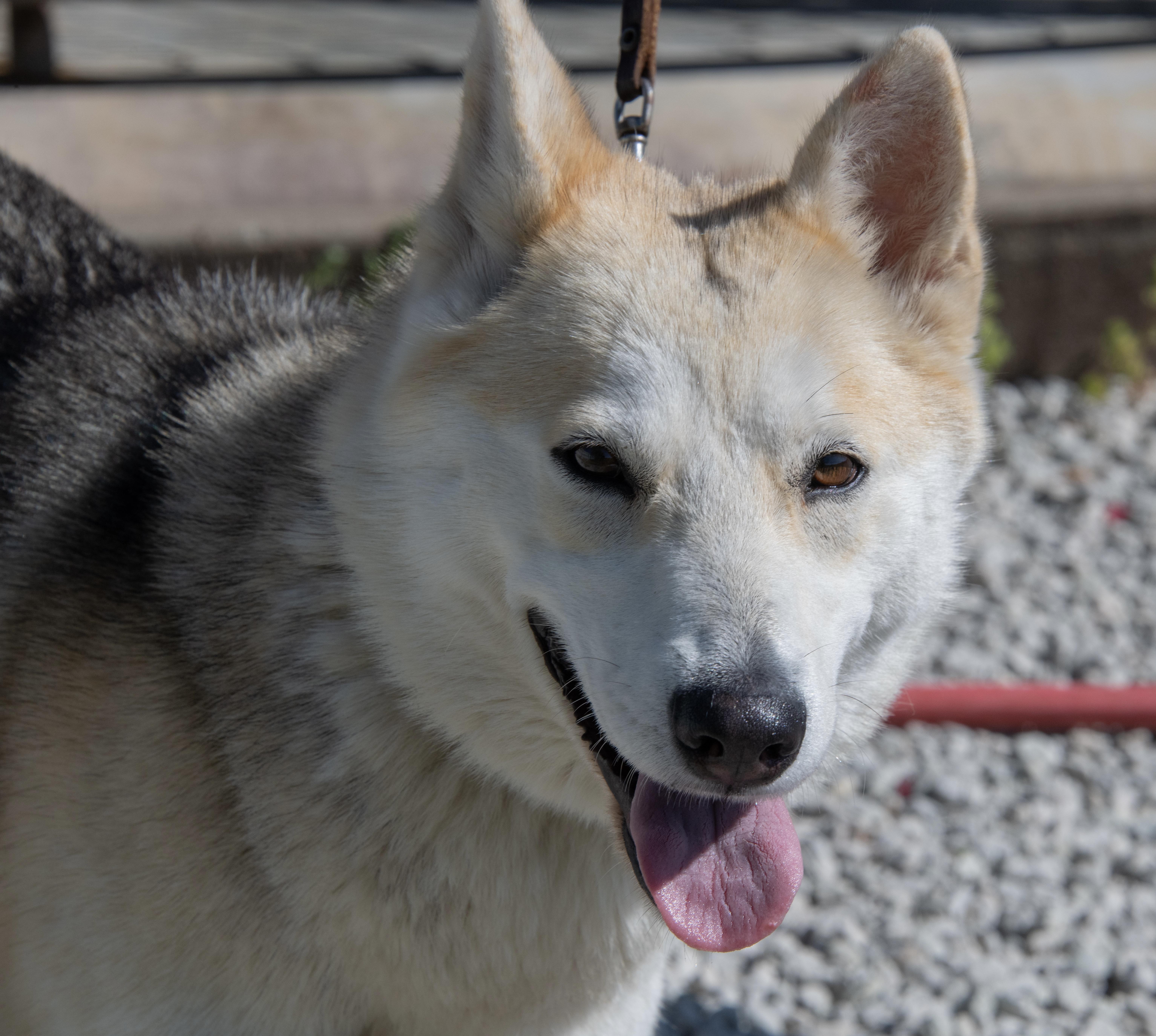 Enlarge Dakota, a ADOPTABLE mixed breed in Mayetta, KS image 2/6
