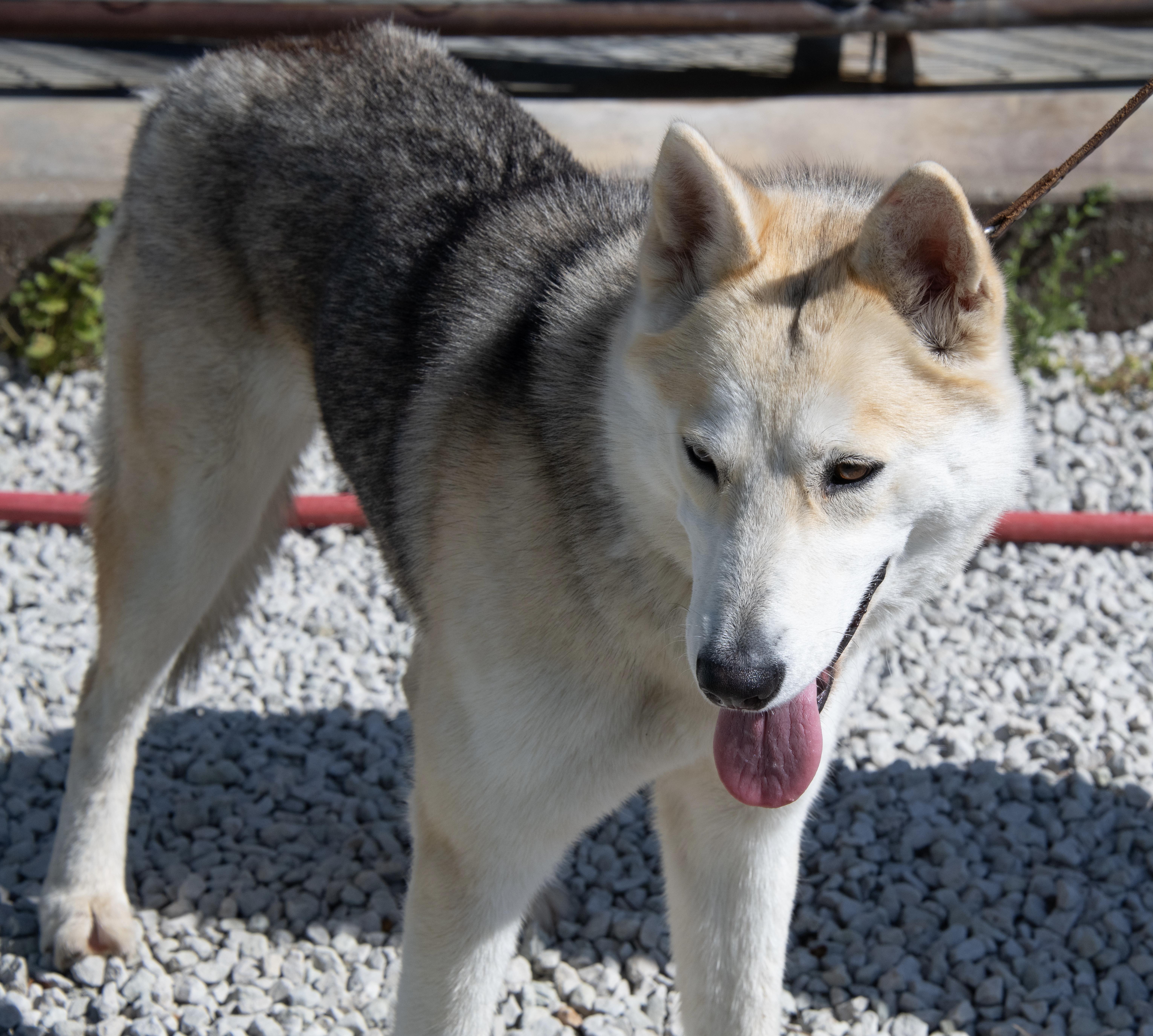 Enlarge Dakota, a ADOPTABLE mixed breed in Mayetta, KS image 3/6