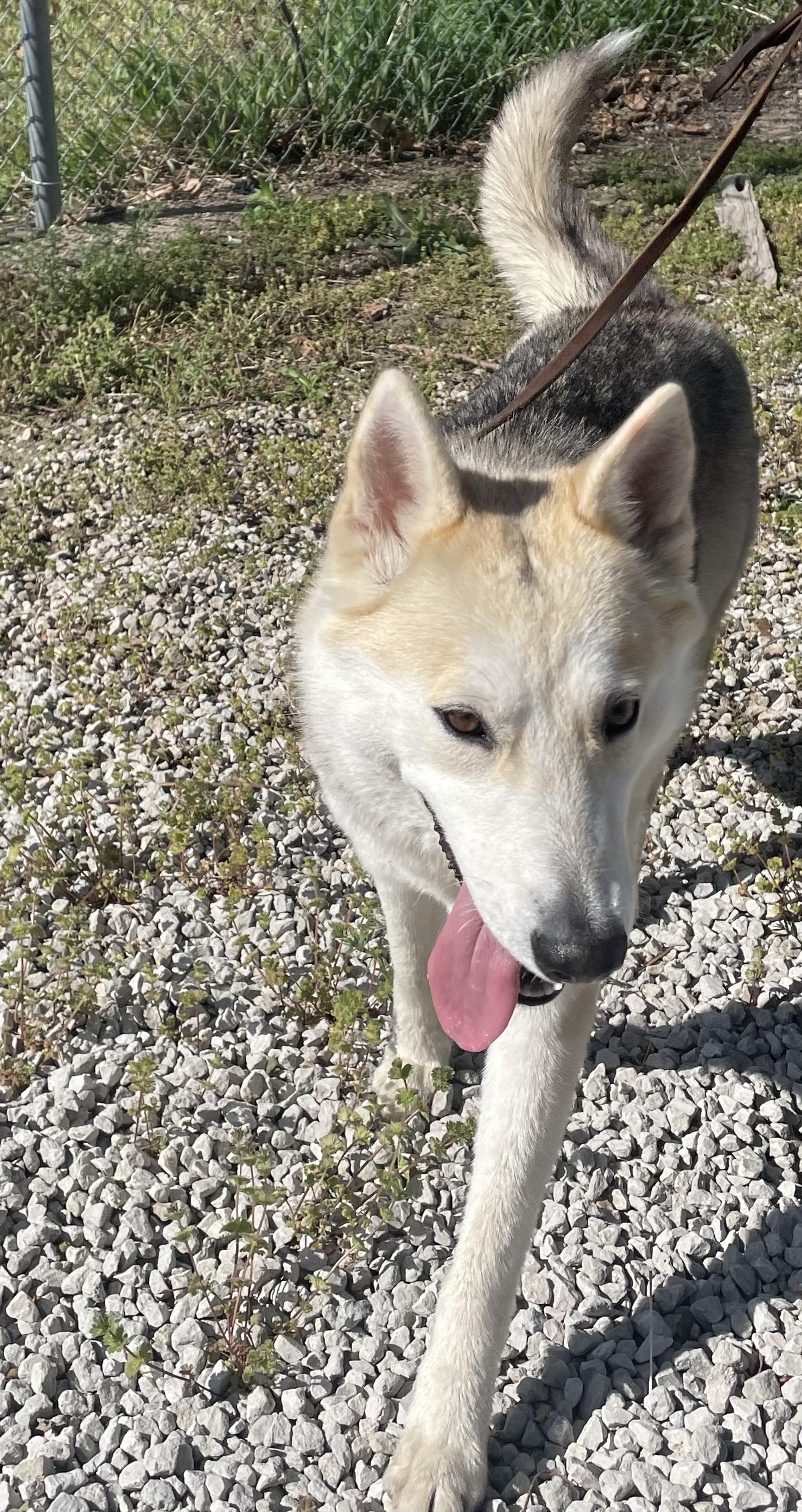 Enlarge Dakota, a ADOPTABLE mixed breed in Mayetta, KS image 4/6