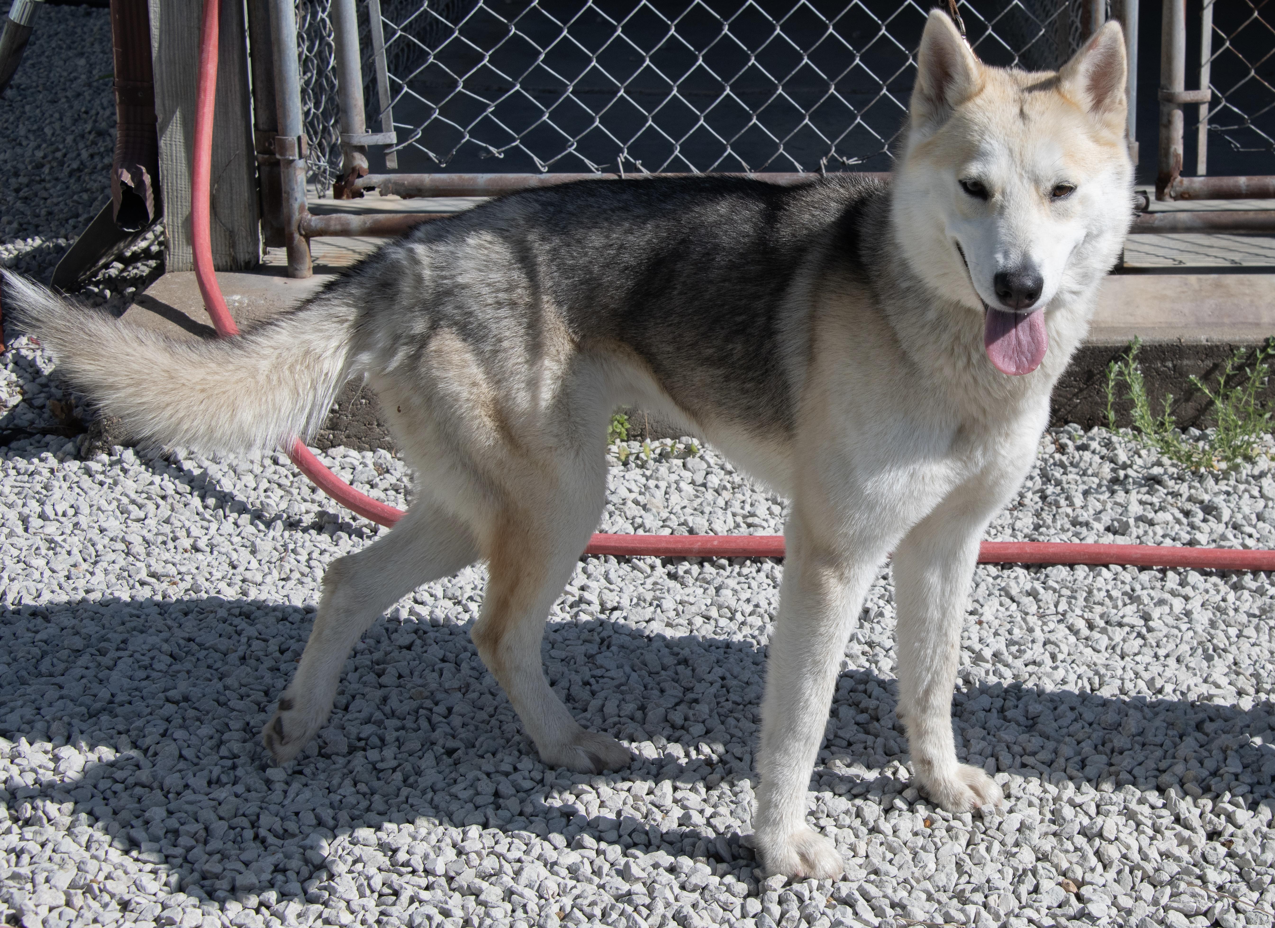 Enlarge Dakota, a ADOPTABLE mixed breed in Mayetta, KS image 6/6
