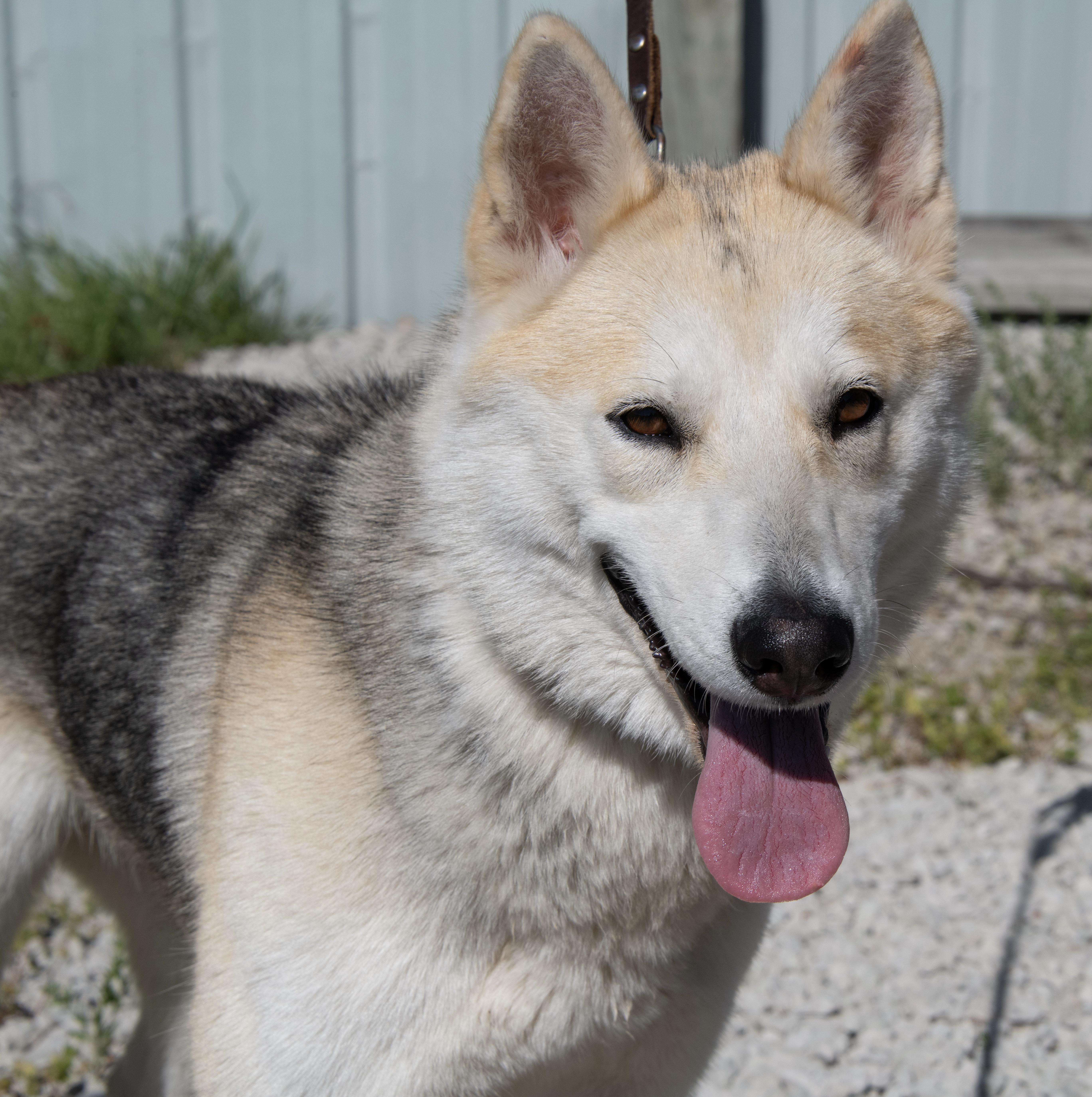 Enlarge Dakota, a ADOPTABLE mixed breed in Mayetta, KS image 1/6
