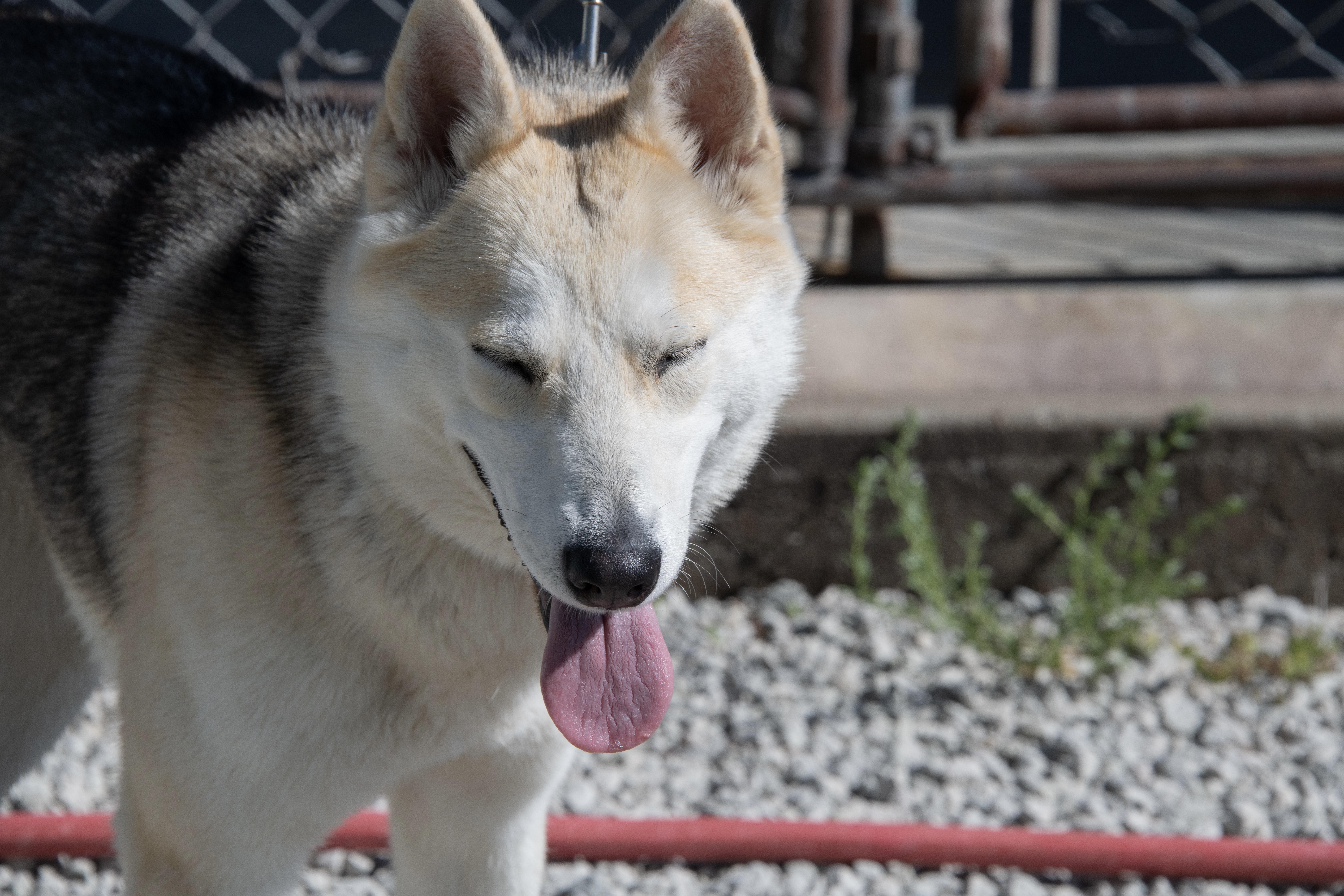 Enlarge Dakota, a ADOPTABLE mixed breed in Mayetta, KS image 5/6