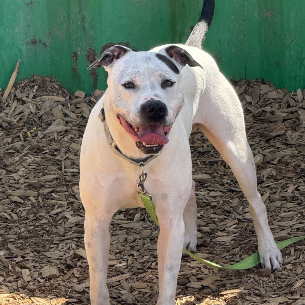 Dexter, a Adoptable Pit Bull Terrier in Tacoma, WA image 1/2