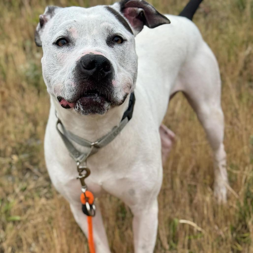 Dexter, a Adoptable Pit Bull Terrier in Tacoma, WA image 2/2