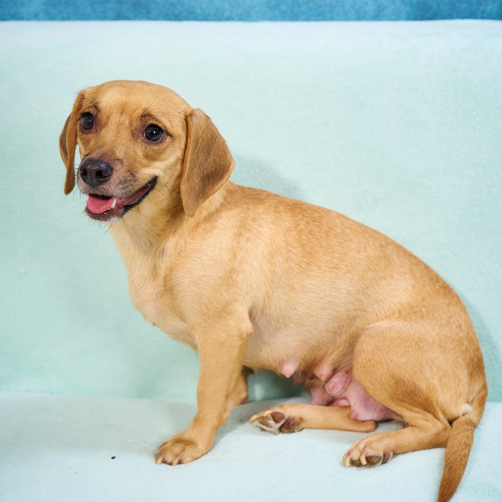 Enlarge Cinnamon, a Adoptable mixed breed in Chaska, MN image 1/6
