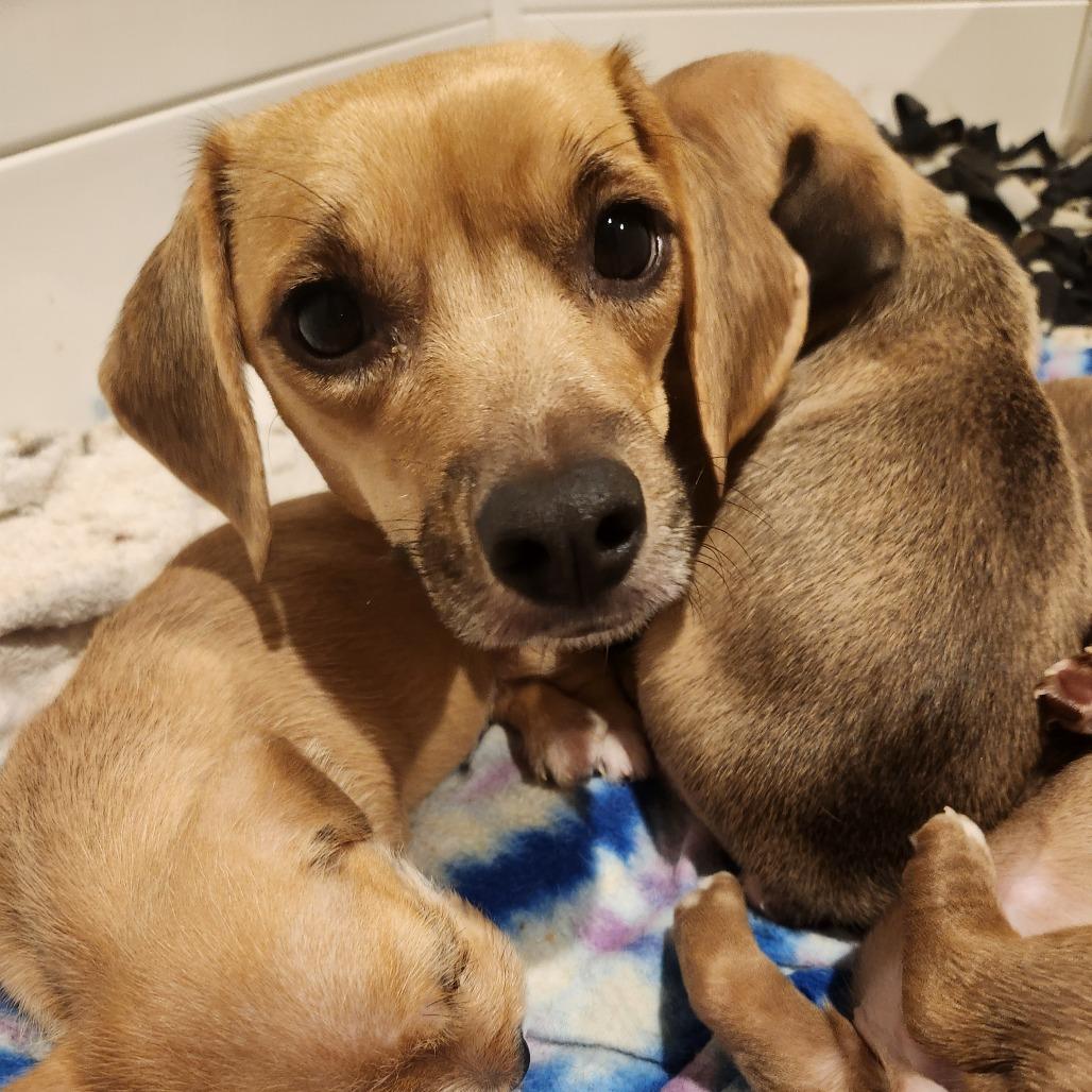 Enlarge Cinnamon, a Adoptable mixed breed in Chaska, MN image 2/6