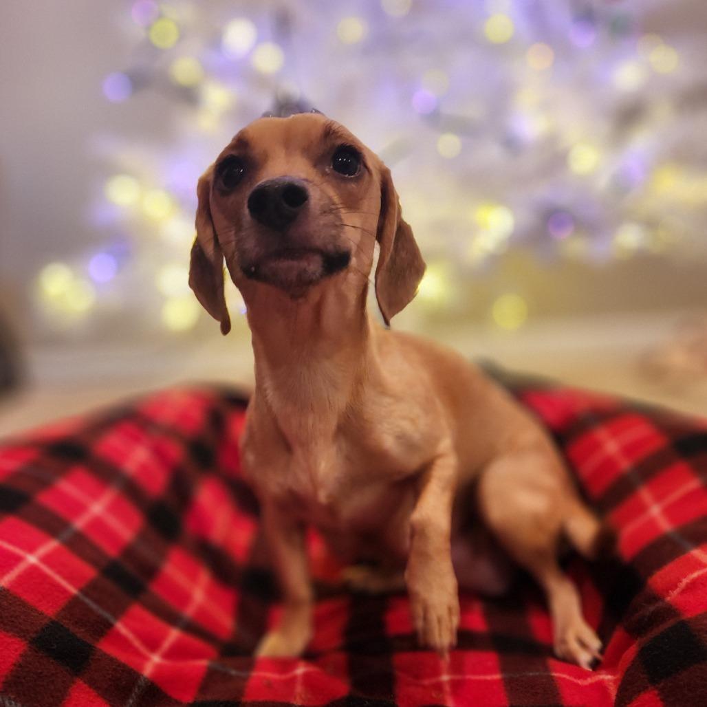 Enlarge Cinnamon, a Adoptable mixed breed in Chaska, MN image 3/6